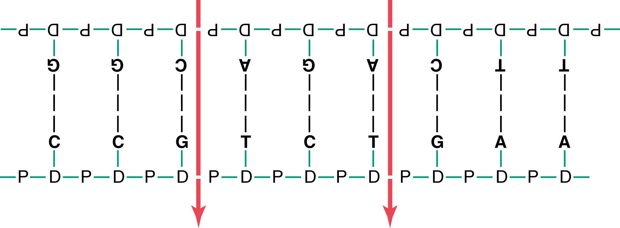 Figure 3-6., Arrangement of deoxyribose nucleotides in a double strand of DNA.