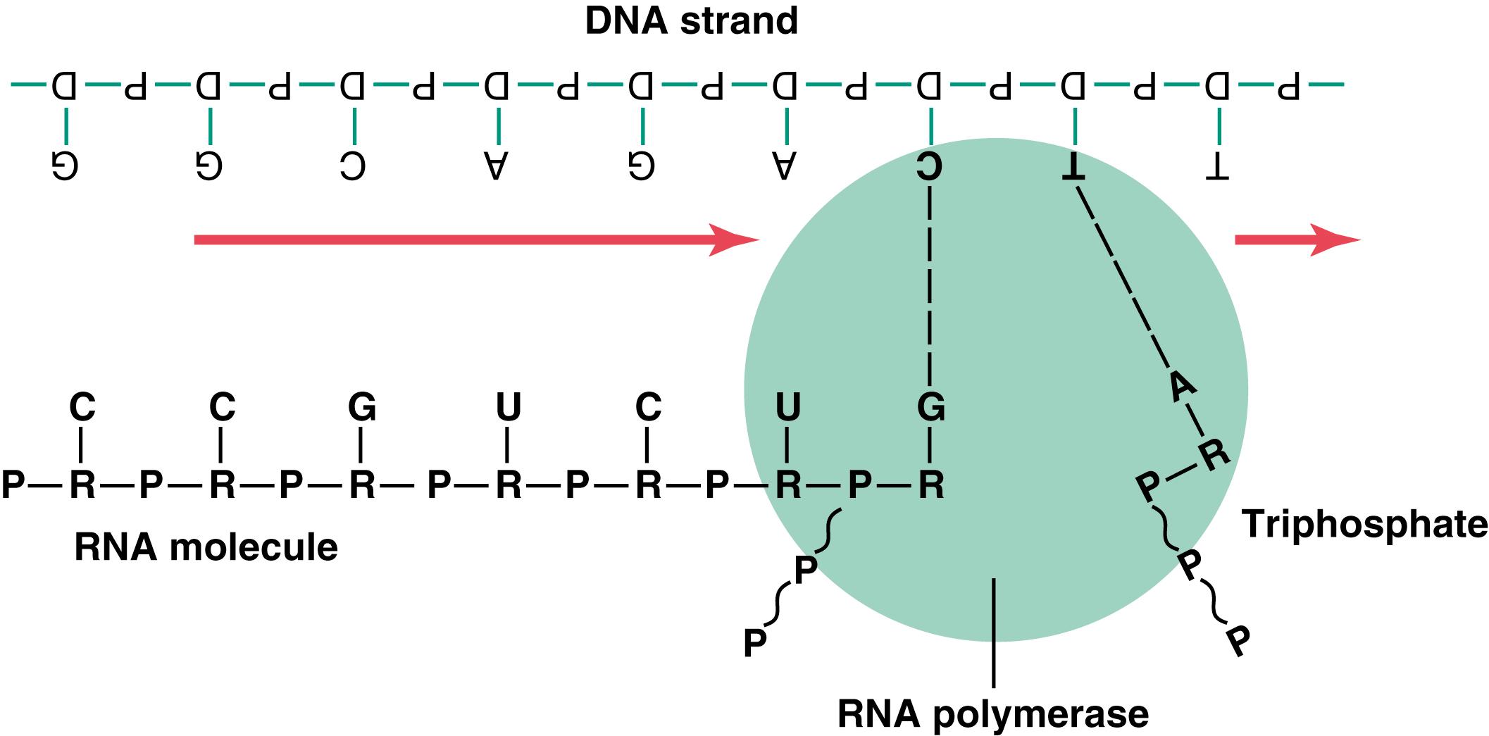 Figure 3-7., Combination of ribose nucleotides with a strand of DNA to form a molecule of RNA that carries the genetic code from the gene to the cytoplasm. The RNA polymerase enzyme moves along the DNA strand and builds the RNA molecule.