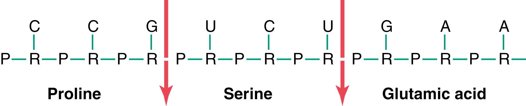 Figure 3-8., A portion of an RNA molecule showing three RNA codons—CCG, UCU, and GAA—that control attachment of the three amino acids, proline, serine, and glutamic acid, respectively, to the growing RNA chain.