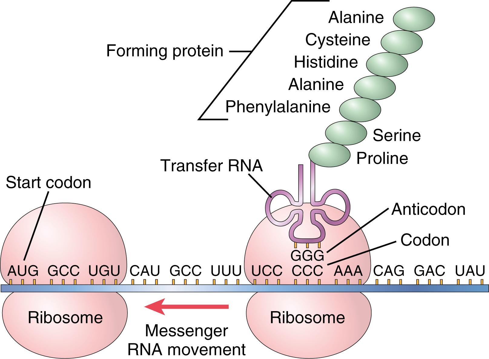 Figure 3-9., A messenger RNA strand is moving through two ribosomes. As each codon passes through, an amino acid is added to the growing protein chain, which is shown in the right-hand ribosome. The transfer RNA molecule transports each specific amino acid to the newly forming protein.