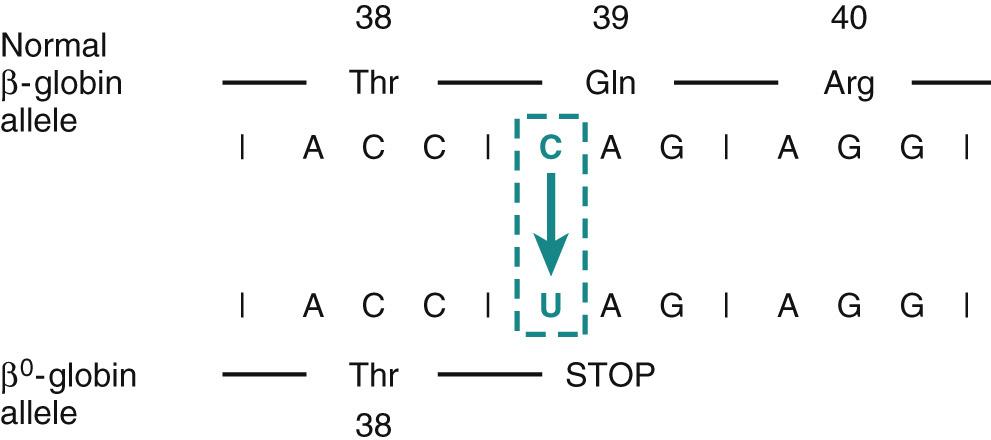 Figure 5.1, Nonsense mutation leading to premature chain termination. Partial mRNA sequence of the β-globin chain of hemoglobin showing codons for amino acids 38 to 40. A point mutation (C → U) in codon 39 changes a glutamine (Gln) codon to a stop codon, and hence protein synthesis stops at amino acid 38.