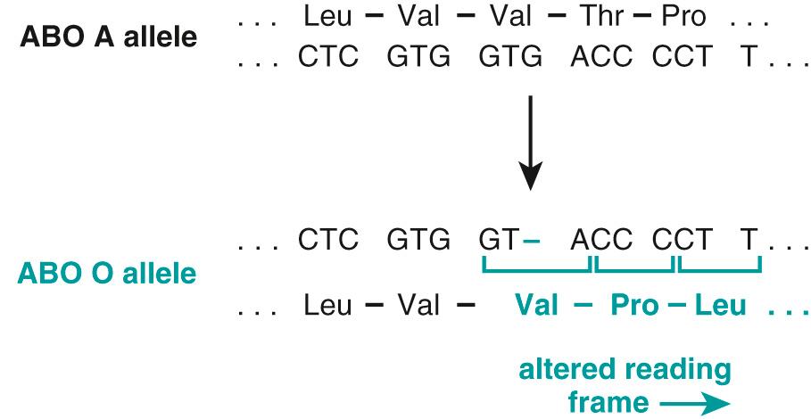 Figure 5.3, Single-base deletion at the ABO (glycosyltransferase) locus, leading to a frameshift mutation responsible for the O allele.