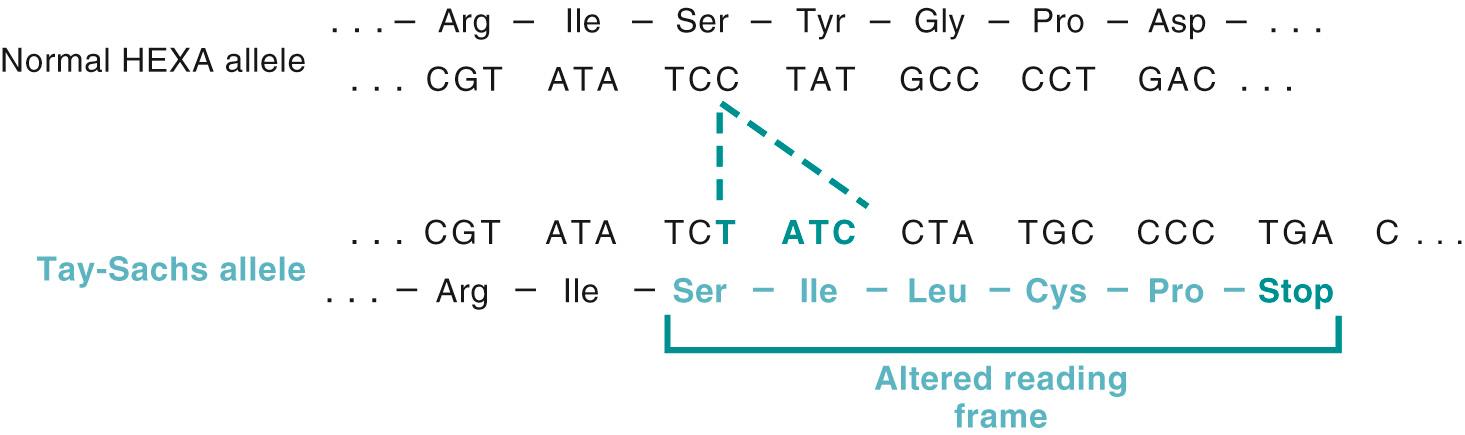 Figure 5.4, Four-base insertion in the hexosaminidase A gene, leading to a frameshift mutation. This mutation is the major cause of Tay-Sachs disease in Ashkenazi Jews.