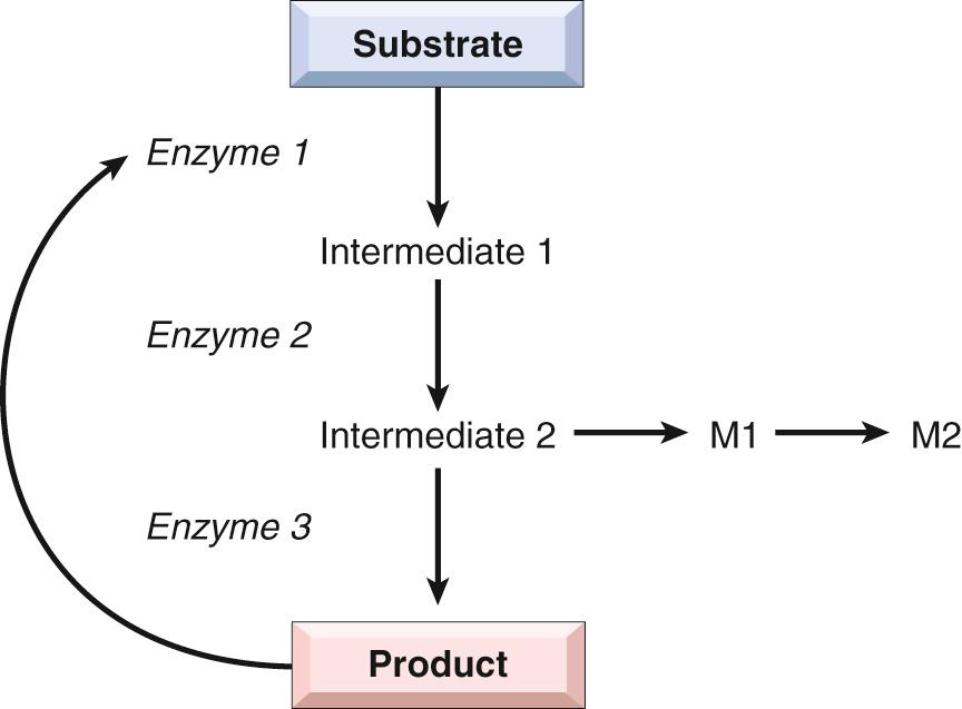 Figure 5.5, A possible metabolic pathway in which a substrate is converted to an end product by a series of enzyme reactions. M1, M2, Products of a minor pathway.