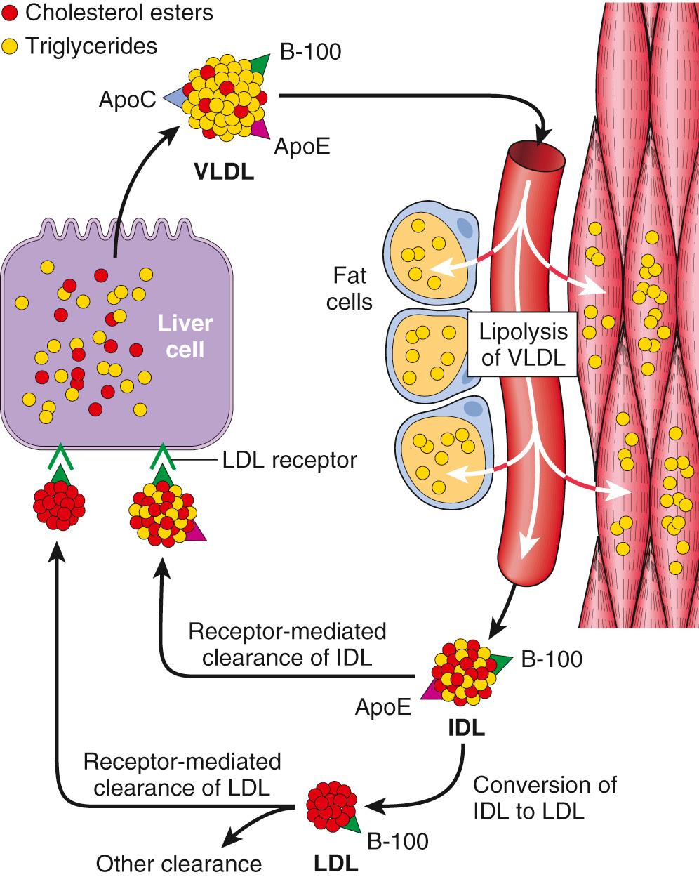 Figure 5.6, Low-density lipoprotein (LDL) metabolism and the role of the liver in its synthesis and clearance. Lipolysis of very-low-density lipoprotein (VLDL) by lipoprotein lipase in the capillaries releases triglycerides, which are then stored in fat cells and used as a source of energy in skeletal muscles. ApoC, Apolipoprotein C; ApoE, apolipoprotein E; B-100, apolipoprotein B-100 (ApoB); IDL, intermediate-density lipoprotein.