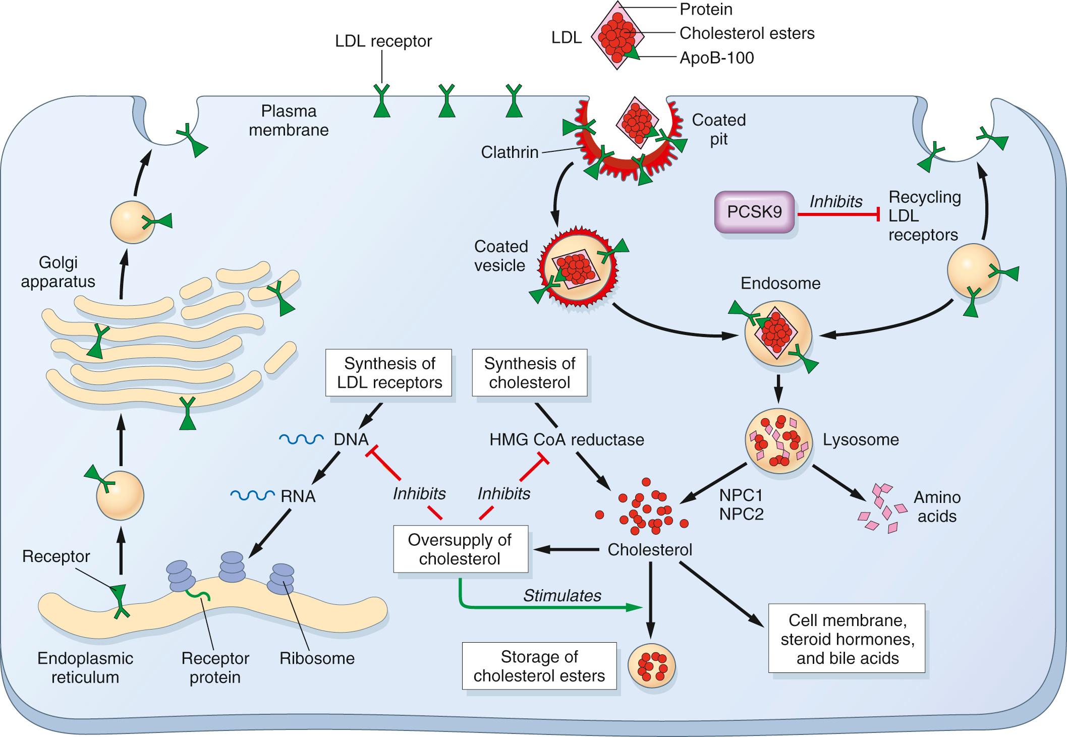 Figure 5.7, The low-density lipoprotein (LDL) receptor pathway and regulation of cholesterol metabolism. ApoB-100, Apolipoprotein B-100 (ApoB); HMG CoA, 3-hydroxy-3-methylglutaryl coenzyme A.