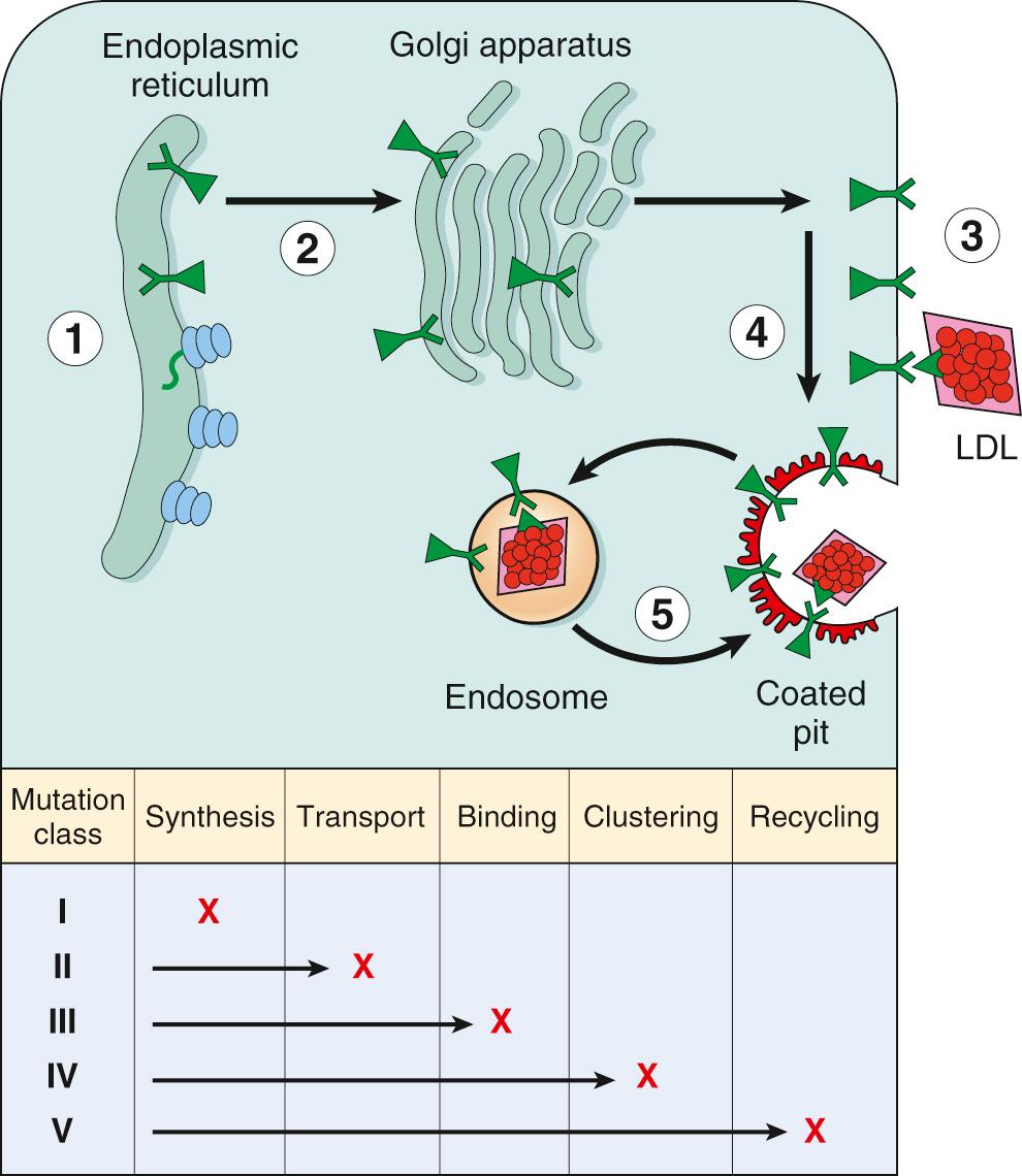 Figure 5.8, Classification of low-density lipoprotein (LDL) receptor mutations based on abnormal function of the mutant protein. These mutations disrupt the receptor's synthesis in the endoplasmic reticulum, transport to the Golgi complex, binding of apoprotein ligands, clustering in coated pits, and recycling in endosomes. Not shown is class VI mutation, in which initial targeting of the receptor to basolateral membrane fails to occur. Each class is heterogeneous at the DNA level.