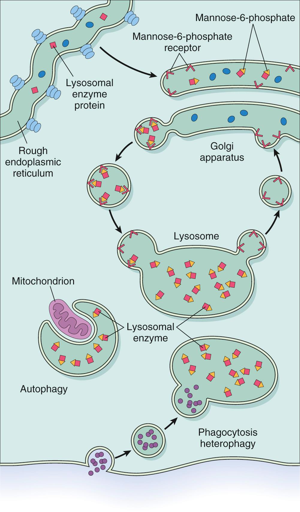 Figure 5.9, Synthesis and intracellular transport of lysosomal enzymes.