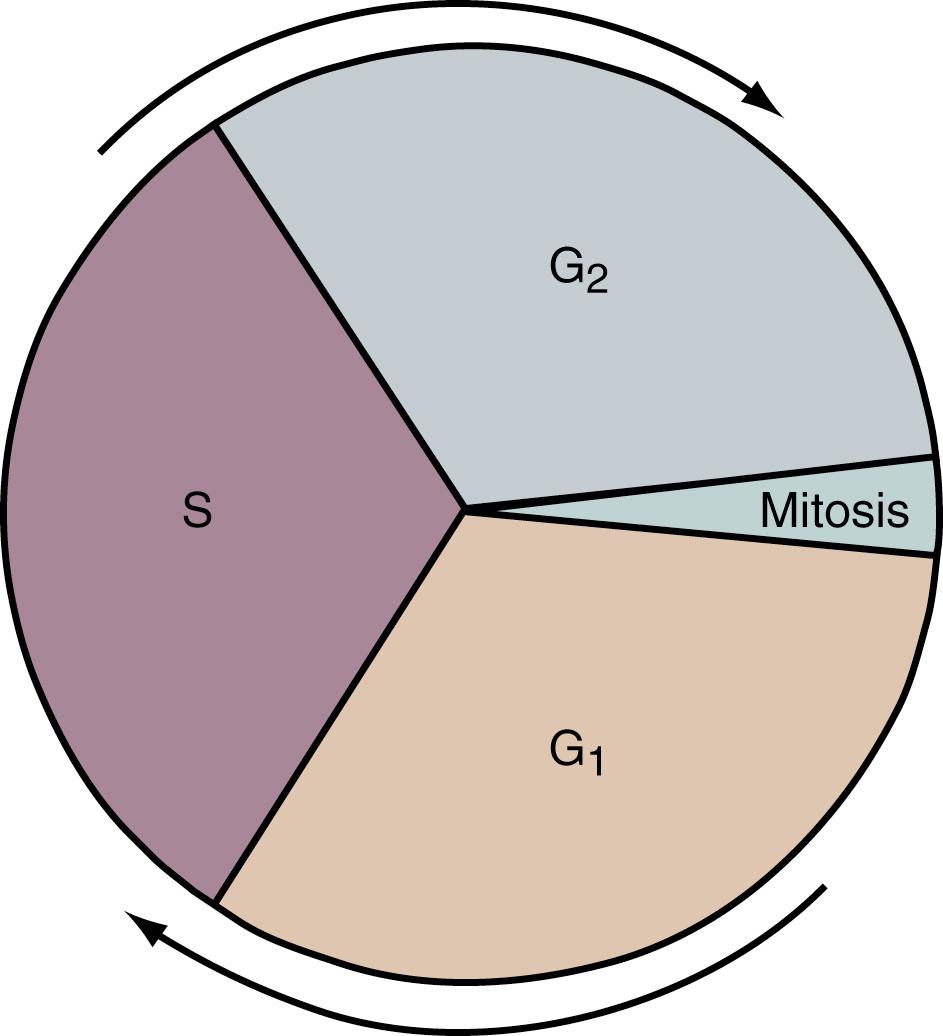 Fig. 1.6, The in vitro life cycle of a somatic cell. Interphase lasts 21 hours and can be divided into the following three stages: G 1 (7 hours)—cell performs its tasks; S (7 hours)—deoxyribonucleic acid replicates; G 2 (7 hours)—cell prepares to divide. Then mitosis occurs.