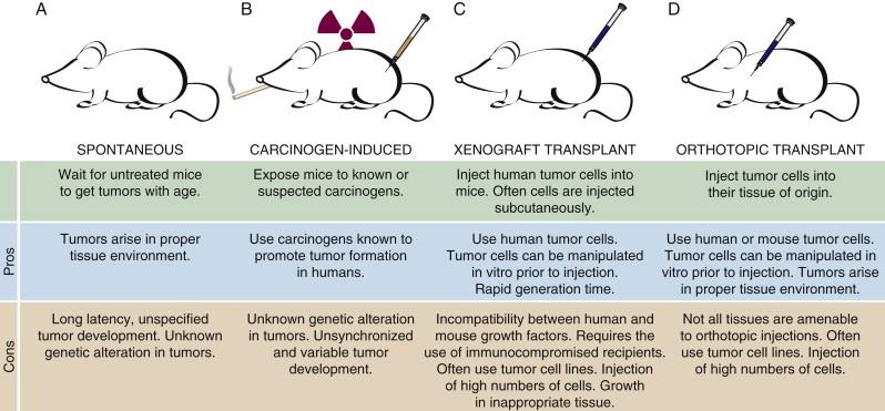 Figure 9-1, Non–genetically engineered mouse models of cancer