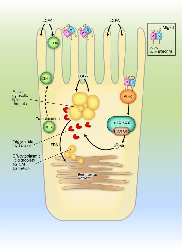 Fig. 49.1, Apical uptake of long-chain fatty acids (LCFAs). Uptake of LCFA across the microvillus membrane is coordinated by a process including the interaction of luminally derived milk fat globule-epidermal growth factor 8 (Mfge8) with heterotetrameric integrins α v β 3 and α v β 5 . As shown in the right portion of the apical view, the interactions of Mfge8 with alpha and beta integrin subunits trigger a cascade beginning with the activation of phosphatidylinositide-3-kinase (PI3K), which then leads to activation of the mechanistic target of rapamycin complex 2 (mTORC2) and its component rapamycin insensitive companion of mammalian target of rapamycin (RICTOR). This activation cascade leads to phosphorylation of Akt, a serine/threonine specific protein kinase, which then promotes hydrolytic turnover of apical cytosolic lipid droplets (LDs) and promotes translocation of CD36 from intracellular cytoplasmic vesicles to the microvillus membrane where it can promote LCFA uptake. The increased hydrolytic turnover of apical cytosolic LDs in turn generates free FA for incorporation into complex lipids, which are compartmentalized and directed to the endoplasmic reticulum (ER) for chylomicron formation.