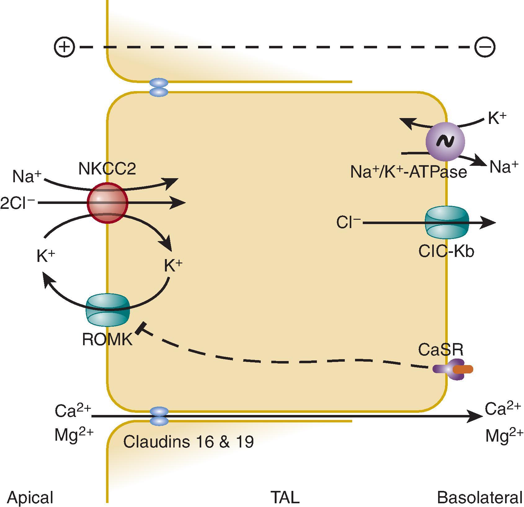 Fig. 37.1, Transport mechanisms in the thick ascending limb of the loop of Henle. Reabsorption of sodium chloride occurs through the electroneutral activity of the loop diuretic-sensitive Na + -K + -2Cl − cotransporter (NKCC2). Activity of the basolateral sodium-potassium adenosine triphosphatase (Na + ,K + -ATPase) provides the driving force for this transport and also generates a high intracellular concentration of potassium, which exits through the ATP-regulated apical potassium channel, ROMK. This ensures an adequate supply of potassium for the activity of the NKCC2 and also produces a lumen-positive electrical potential, which itself is the driving force for paracellular reabsorption of calcium, magnesium, and sodium ions through the tight junctions, involving the protein paracellin 1. Chloride transported into the cell by NKCC2 exits the basolateral side of the cell through the voltage-gated chloride channel, ClC-Kb. Activation of the extracellular calcium-sensing receptor, CaSR, inhibits solute transport in the TAL by inhibiting activity of the ROMK and possibly by other mechanisms. Mutations that inactivate the CaSR are associated with enhanced calcium transport and hypocalciuria in familial benign hypercalcemia, and mutations that activate the CaSR occur in patients with familial hypercalciuria with hypocalcemia. ROMK, Renal outer medullary potassium channel; TAL, thick ascending limb.