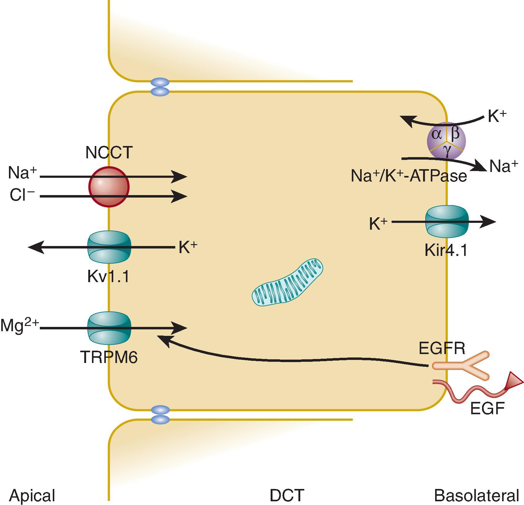 Fig. 37.2, Transport mechanisms in the distal convoluted tubule. The basolateral sodium-potassium adenosine triphosphatase (Na + /K + -ATPase), composed of α, β, and γ subunits, establishes the low-intracellular-sodium concentration that provides the driving force for coupled sodium and chloride entry across the apical NCC transporter. It also maintains the high intracellular potassium concentration that drives potassium exit across the apical Kv1.1 potassium channel, which establishes a positive lumen-to-cytosol electrical gradient that drives magnesium entry across the apical TRPM6 cation channel. The basolateral Kir4.1 potassium channel allows potassium exit that may serve to assure an adequate potassium supply for the Na + /K + -ATPase. The EGF receptor stimulates trafficking of TRPM6 to the apical membrane and stimulates activity of that transporter. Genes encoding these proteins are responsible for inherited electrolyte disturbances discussed in the text. DCT, Distal convoluted tubule; EGF, epidermal growth factor; EGFR, epidermal growth factor receptor; NCC, sodium chloride cotransporter.