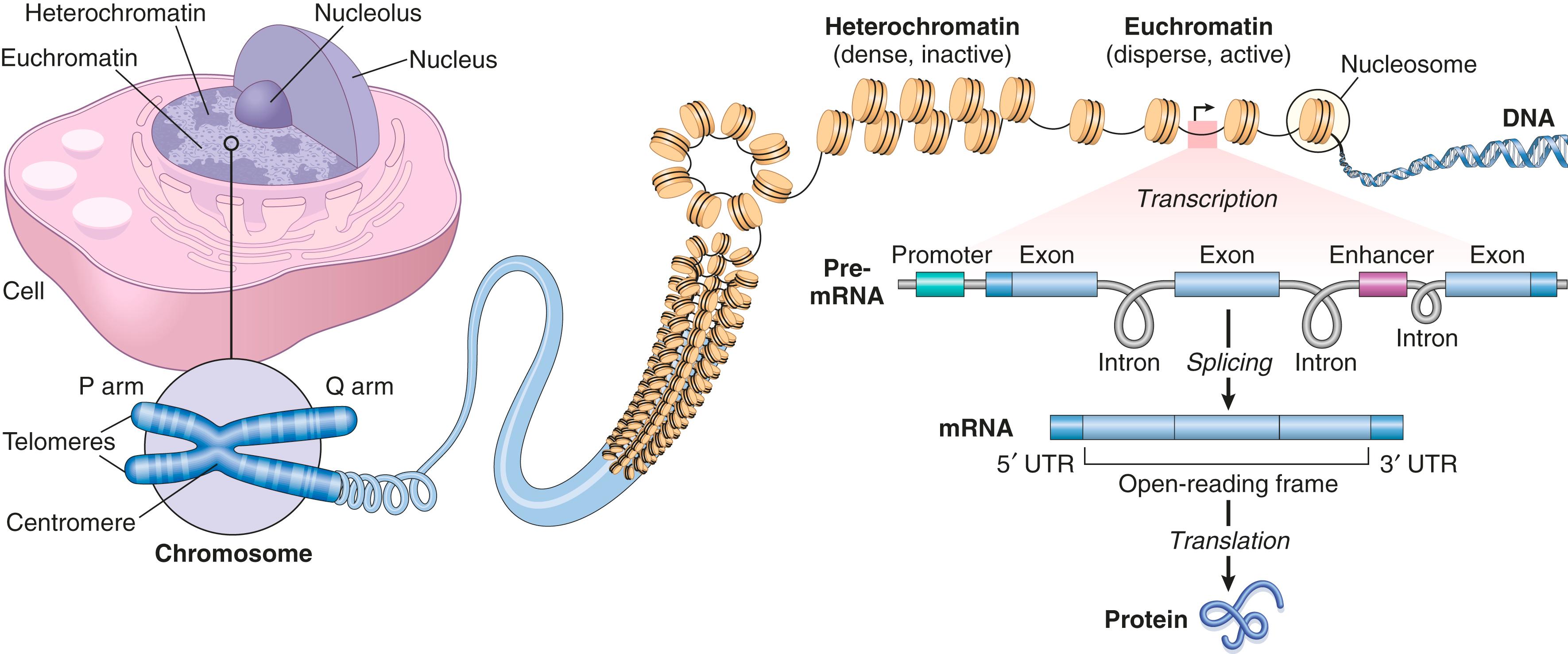 FIG. 4.1, The organization of nuclear DNA. At the light microscopic level, the nuclear genetic material is organized into dispersed, transcriptionally active euchromatin or densely packed, transcriptionally inactive heterochromatin ; some chromatin is bound to the nuclear membrane, and nuclear membrane perturbation can thus influence transcription. Chromosomes (as shown) can only be visualized by light microscopy during cell division. During mitosis, they are organized into paired chromatids connected at centromeres ; the centromeres act as the locus for the formation of a kinetochore protein complex that regulates chromosome segregation at metaphase. The telomeres are repetitive nucleotide sequences that cap the termini of chromatids and permit repeated chromosomal replication without loss of DNA at the chromosome ends. The chromatids are organized into short “P” (“petite”) and long “Q” (“next letter in the alphabet”) arms. The characteristic banding pattern of chromatids has been attributed to relative GC content (less GC content in bands relative to interbands), with genes tending to localize to interband regions. Individual chromatin fibers are composed of a string of nucleosomes —DNA wound around octameric histone cores—with the nucleosomes connected via DNA linkers. Promoters are noncoding regions of DNA that initiate gene transcription; they are on the same strand and upstream of their associated gene. Enhancers are regulatory elements that can modulate gene expression across distances of 100 kB or more by looping back onto promoters and recruiting additional factors that are needed to drive the transcription of pre-messenger RNA (mRNA) species. The intronic sequences are subsequently spliced out of the pre-mRNA to produce mature mRNA, which includes exons that are translated into protein and 5′- and 3′-untranslated regions (UTR) that may have regulatory functions. In addition to the enhancer, promoter, and UTR sequences, noncoding elements are found throughout the genome; these include short repeats, regulatory factor binding regions, noncoding regulatory RNAs, and transposons.