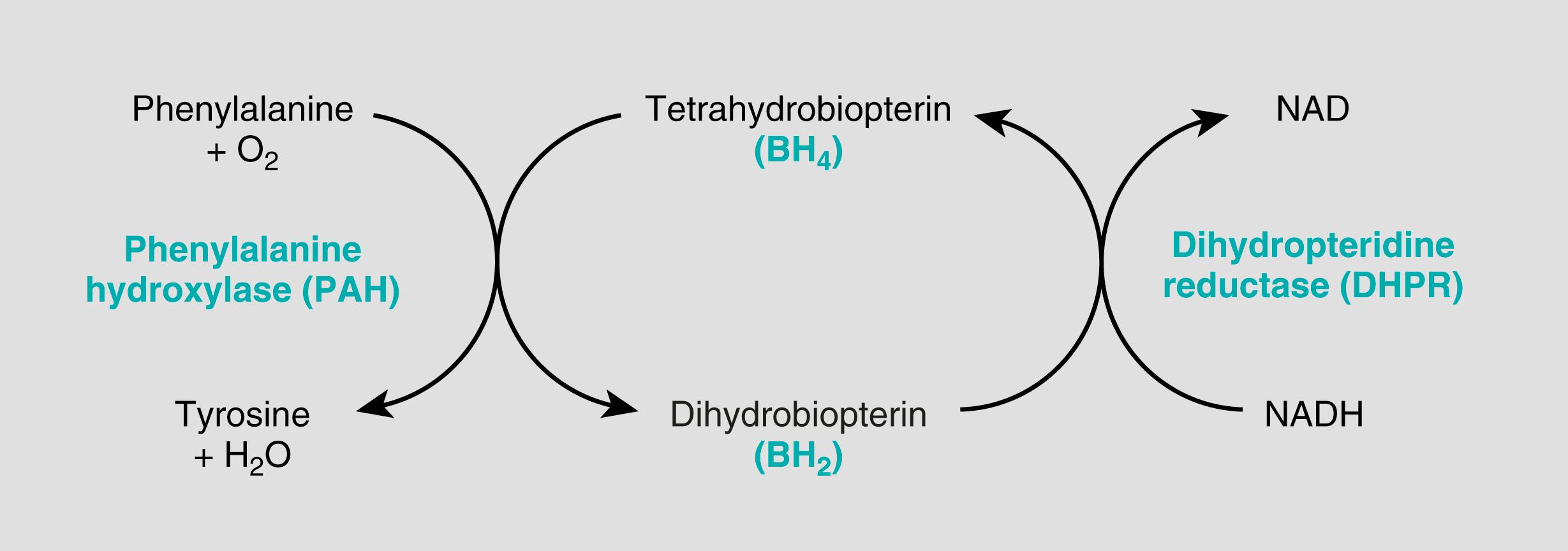 FIG. 4.11, The phenylalanine hydroxylase system. NADH, Nicotinamide adenine dinucleotide, reduced form.