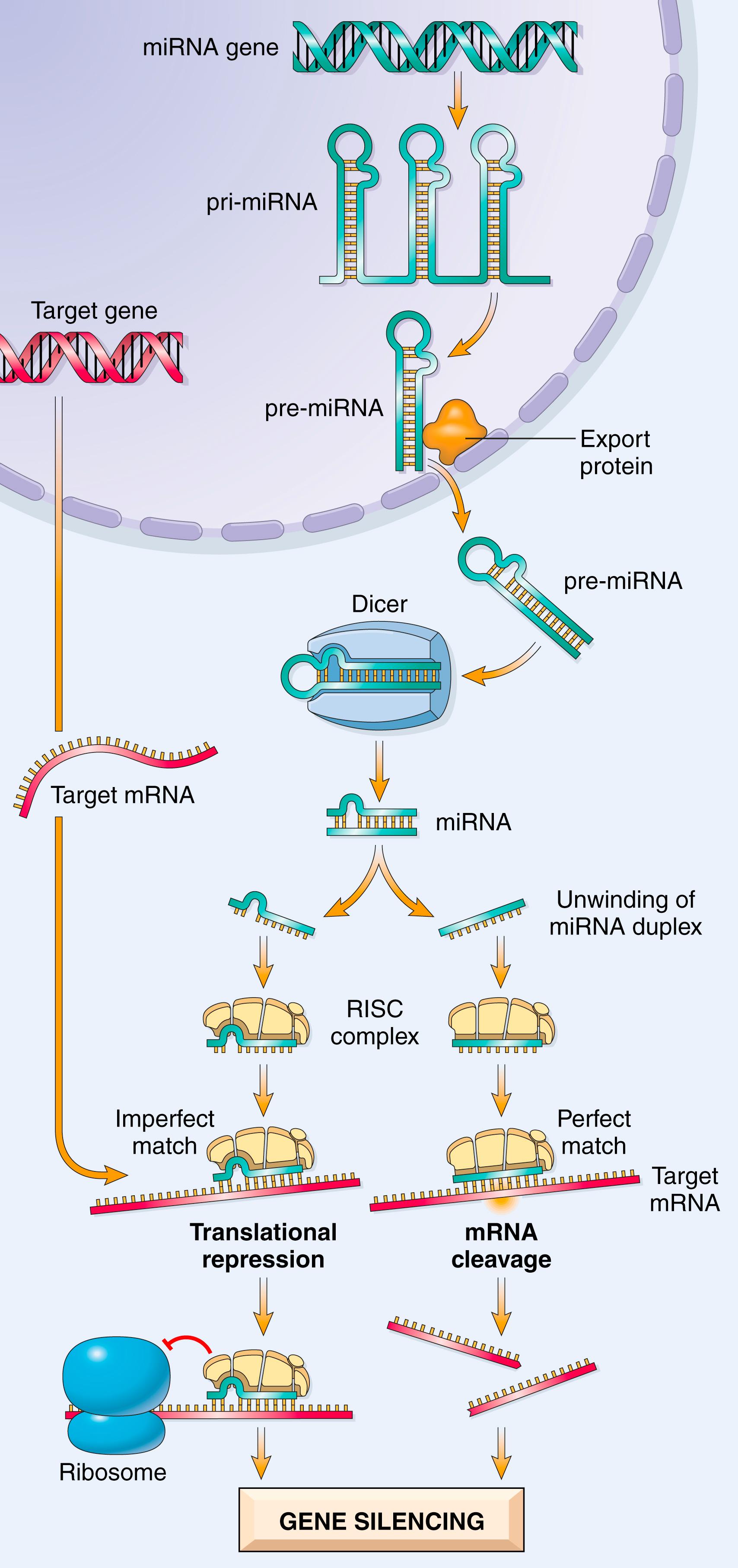 FIG. 4.2, Generation of microRNAs (miRNA) and their mode of action in regulating gene function. miRNA genes are transcribed to produce a primary miRNA (pri-miRNA), which is processed within the nucleus to form precursor miRNA (pre-miRNA) composed of a single RNA strand with secondary hairpin loop structures that form stretches of double-stranded RNA. After this pre-miRNA is exported out of the nucleus via specific transporter proteins, the cytoplasmic enzyme Dicer trims the pre-miRNA to generate mature double-stranded miRNAs of 21 to 30 nucleotides. The miRNA subsequently unwinds, and the resulting single strands are incorporated into the multiprotein RISC . Base pairing between the single-stranded miRNA and its target mRNA directs RISC to either cleave the mRNA target or to repress its translation. In either case, the target mRNA gene is silenced posttranscriptionally. RISC, RNA-induced silencing complex.