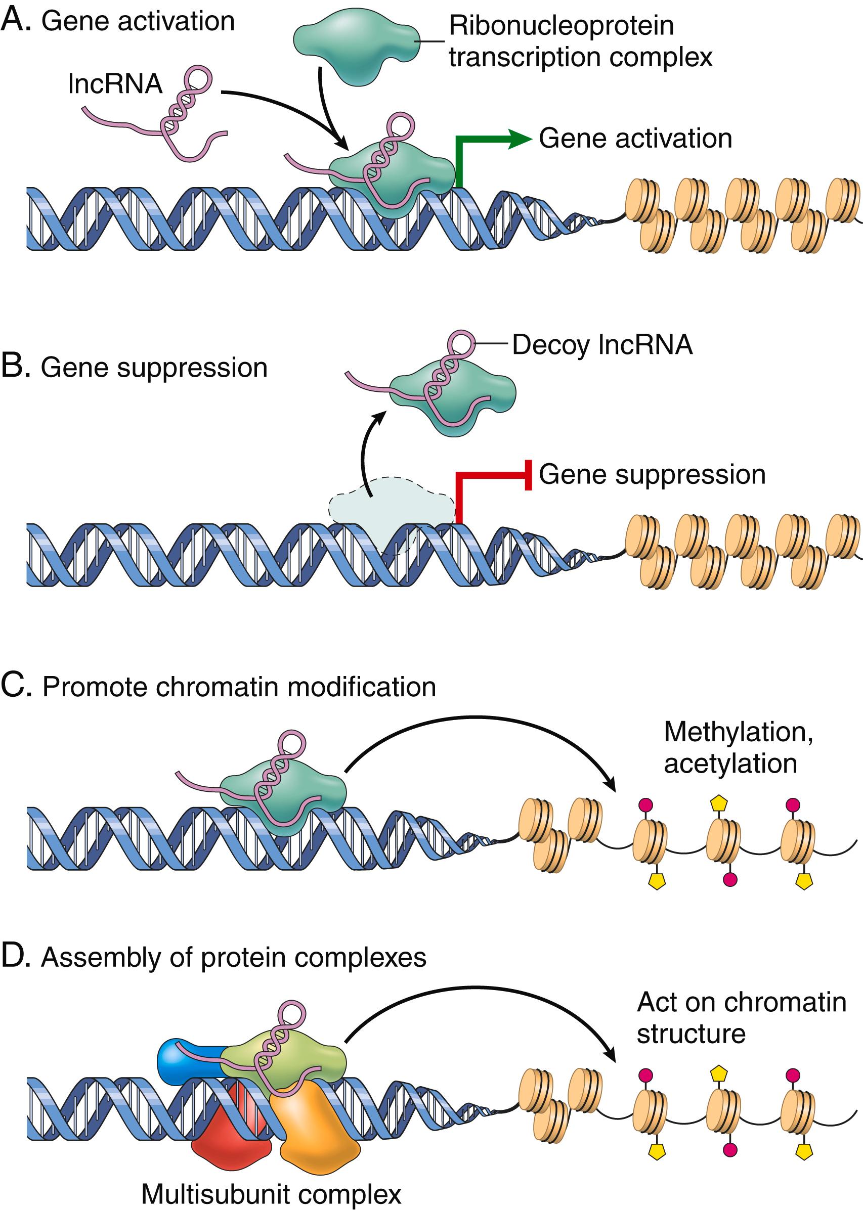 FIG. 4.3, Roles of long noncoding RNAs (lncRNAs). (A) lncRNAs can facilitate transcription factor binding and thus promote gene activation. (B) Conversely, lncRNAs can preemptively bind transcription factors and thus prevent gene transcription. (C) Histone and DNA modification by acetylases or methylases (or deacetylases and demethylases) may be directed by the binding of lncRNAs. (D) In other instances lncRNAs may act as scaffolding to stabilize secondary or tertiary structures and/or multisubunit complexes that influence general chromatin architecture or gene activity.