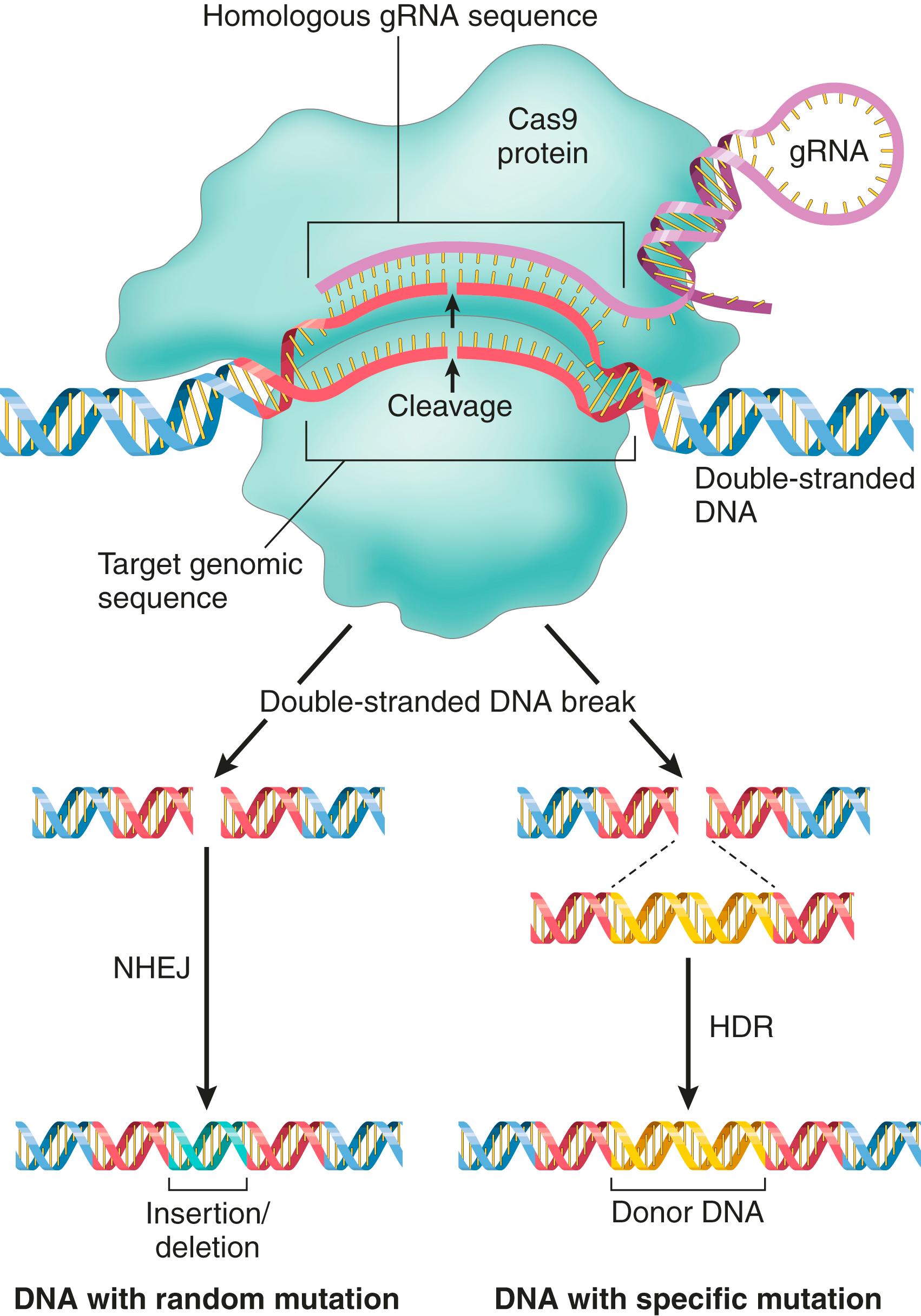 FIG. 4.4, Gene editing with clustered regularly interspersed short palindromic repeats (CRISPRs)/Cas9. In bacteria, DNA sequences consisting of CRISPRs are transcribed into guide RNAs (gRNAs) with a constant region and a variable sequence of about 20 bases. The constant regions of gRNAs bind to Cas9, permitting the variable regions to form heteroduplexes with homologous host cell DNA sequences. The Cas9 nuclease then cleaves the bound DNA, producing a double-stranded DNA break. To perform gene editing, gRNAs are designed with variable regions that are homologous to a target DNA sequence of interest. Coexpression of the gRNA and Cas9 in cells leads to efficient cleavage of the target sequence. In the absence of homologous DNA, the broken DNA is repaired by nonhomologous end joining (NHEJ), an error-prone method that often introduces disruptive insertions or deletions (indels). By contrast, in the presence of a homologous “donor” DNA spanning the region targeted by CRISPR/Cas9, cells instead may use homologous DNA recombination (HDR) to repair the DNA break. HDR is less efficient than NHEJ but has the capacity to introduce precise changes in DNA sequence. Cas9, CRISPR-associated protein 9.