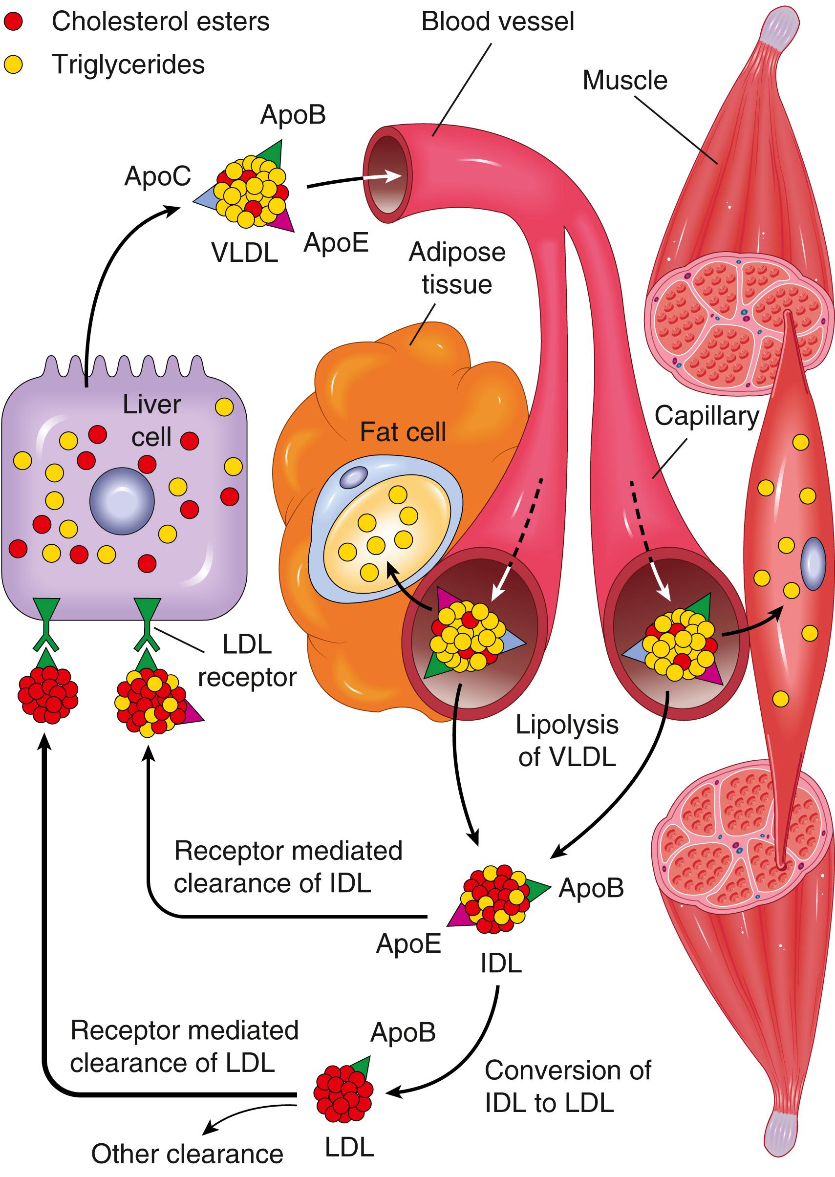 FIG. 4.5, Low-density lipoprotein (LDL) metabolism and the role of the liver in its synthesis and clearance. Lipolysis of very-low-density lipoprotein (VLDL) by lipoprotein lipase in the capillaries releases triglycerides, which are then stored in fat cells and used as a source of energy in skeletal muscles. IDL (intermediate-density lipoprotein) remains in the blood and is taken up by the liver.