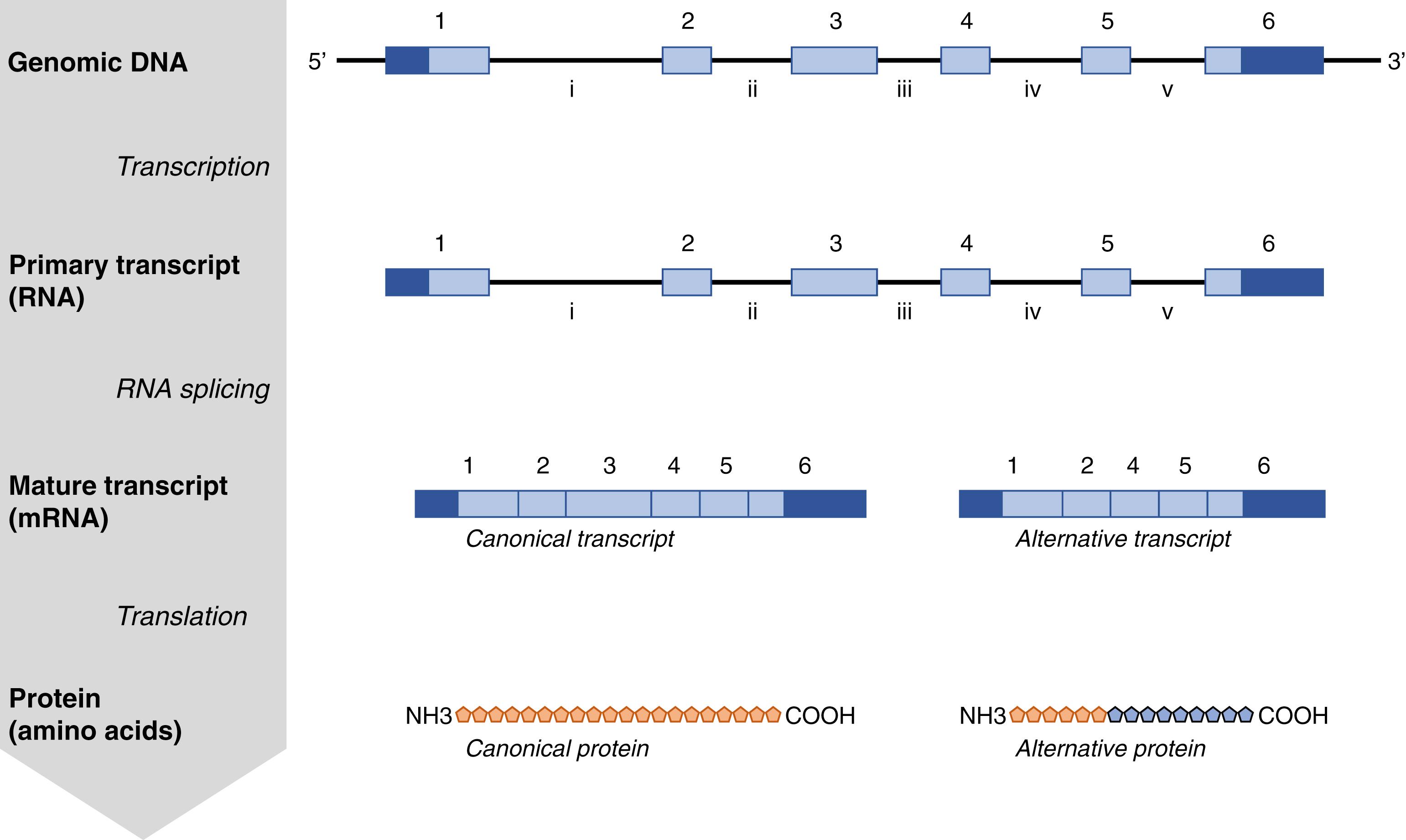 Fig. 2.1, Central dogma of molecular biology. The central dogma of molecular biology holds that the human genome is composed of deoxyribonucleic acid (DNA) that encodes genes. The DNA is copied into ribonucleic acid (RNA) transcripts through a process called transcription , and the RNA transcripts are then processed and spliced. Finally, mature or spliced transcripts act as a template for protein synthesis or translation.