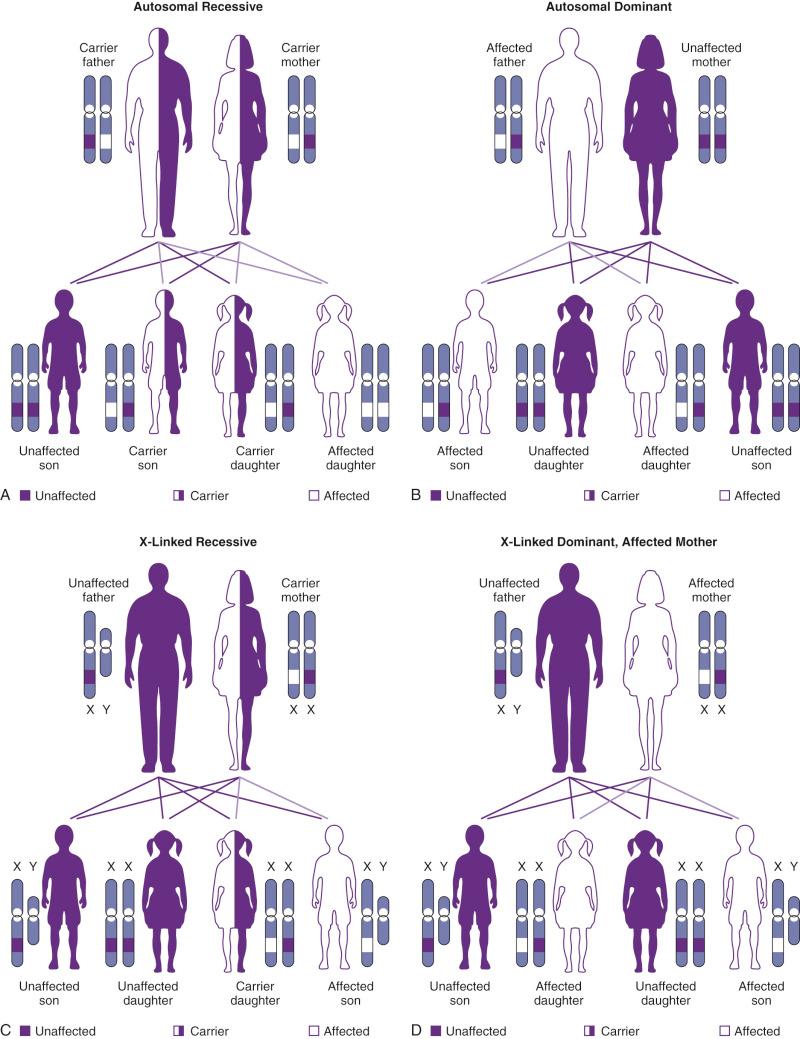 FIG 2-4, Modes of inheritance: A, autosomal-recessive; B, autosomal-dominant; C, X-linked recessive; and D, X-linked dominant inheritance patterns. See text for explanation.