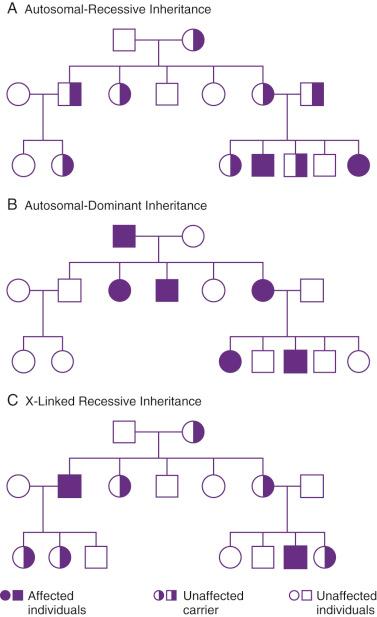 FIG 2-5, Pedigrees diagraming modes of inheritance. A, Autosomal-recessive inheritance. B, Autosomal-dominant inheritance. C, X-linked recessive inheritance. See text for further detail.