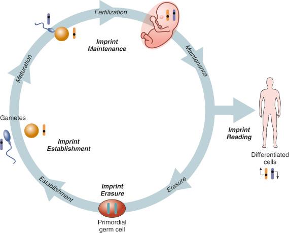 FIG 2-8, Imprinting cycle. Imprinting occurs in primordial germ cells, early in development.