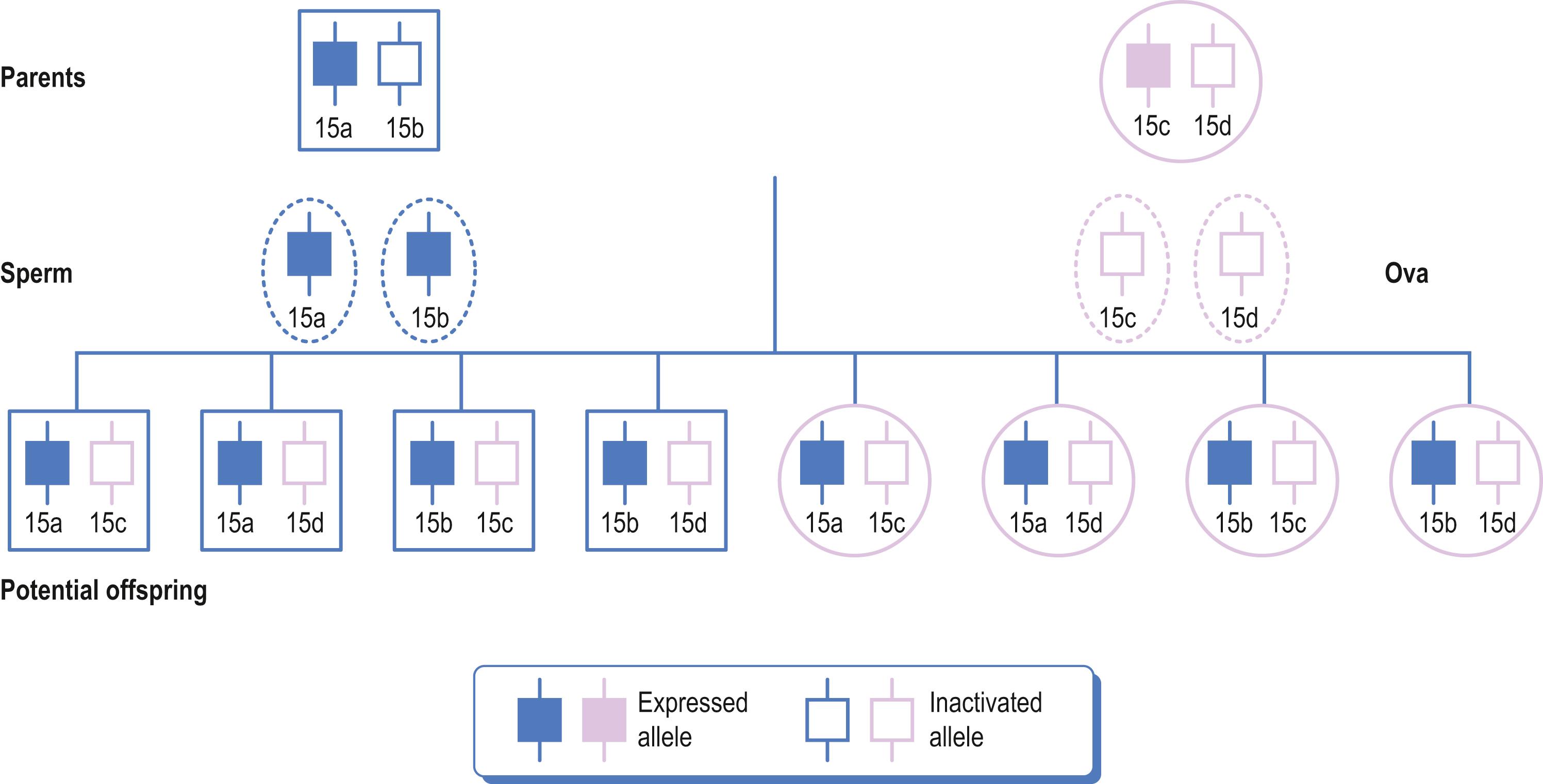 Fig. 5.2, The inheritance of a maternally imprinted gene. Father represented in blue. Mother represented in purple. Only the paternally derived copies are expressed. In the ova, imprinting inactivates all maternally derived copies of the allele.