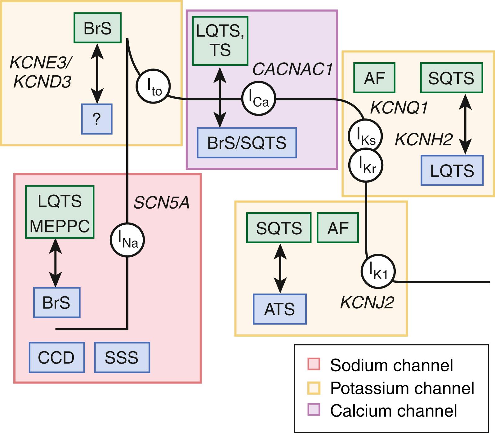 FIGURE 63.2, Cardiac action potential disorders. Illustrated are the key ion currents ( white circles ) along the ventricular cardiomyocyte’s action potential that are associated with potentially lethal cardiac arrhythmia disorders. Disorders resulting in gain-of-function mutations are shown in green rectangles and those with loss-of-function mutations shown in blue rectangles . For example, while gain-of-function mutations in the SCN5A encoding cardiac sodium channel responsible for INa, lead to LQTS, loss-of-function SCN5A mutations result in BrS, CCD, and SSS. AF, Atrial fibrillation; ATS, Andersen-Tawil syndrome; BrS, Brugada syndrome; CCD, cardiac conduction disease; LQTS, long QT syndrome; MEPPC, multifocal ectopic Purkinje-related premature contractions; SSS, sick sinus syndrome; SQTS, short QT syndrome; TS, Timothy syndrome.