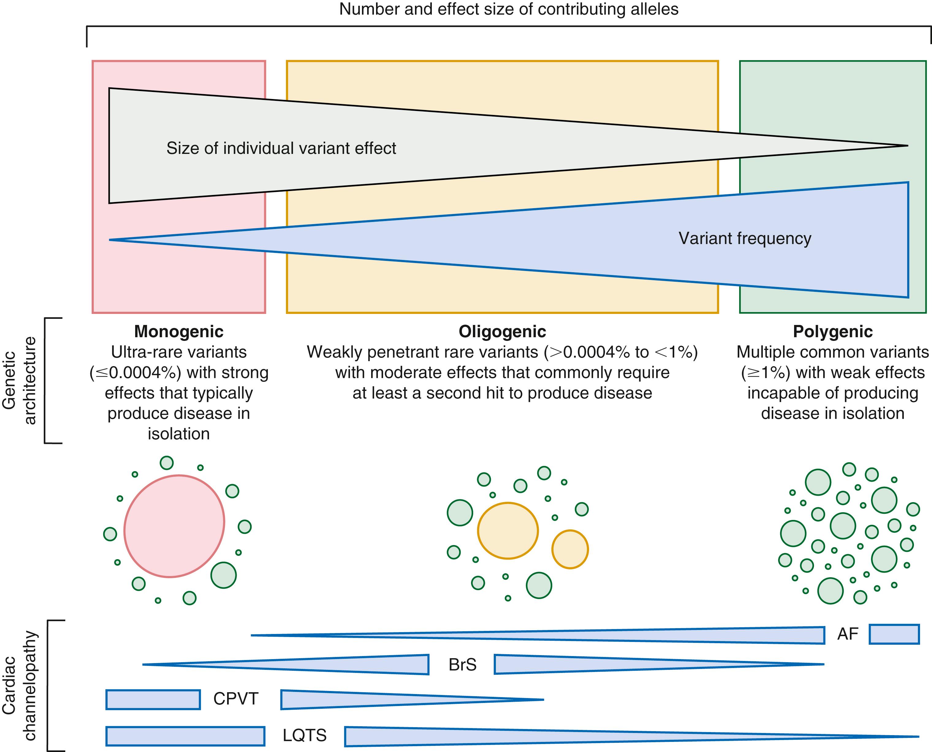 FIGURE 63.4, The spectrum of genetic variation underlying the heritable component of select cardiac channelopathies. At the severe ( red ) end of the spectrum are ultra-rare disease-causative pathogenic variants with strong effects on gene function that typically result in monogenic disorders. In the middle of the spectrum ( yellow ) are weakly penetrant and comparably more common rare variants with moderate effects on gene function that rarely produce disease in isolation, but in the presence of one or more second hits result in so-called oligogenic disease. At the benign ( green ) end of the spectrum are common variants with weak effects on gene function, largely discovered through large genome-wide association studies, that are incapable of producing disease in isolation, but may confer disease risk when multiple risk-associated common variants are present within the genome of an individual exposed to environmental risk factors, resulting in so-called polygenic disease. In recognition that the genetic architecture of most cardiac channelopathies is variable, blue triangles denote the spectrum of genetic variation shown to contribute to genetic basis of select cardiac channelopathies. AF, Atrial fibrillation; BrS, Brugada syndrome; CPVT, catecholaminergic polymorphic ventricular tachycardia; LQTS, long QT syndrome.