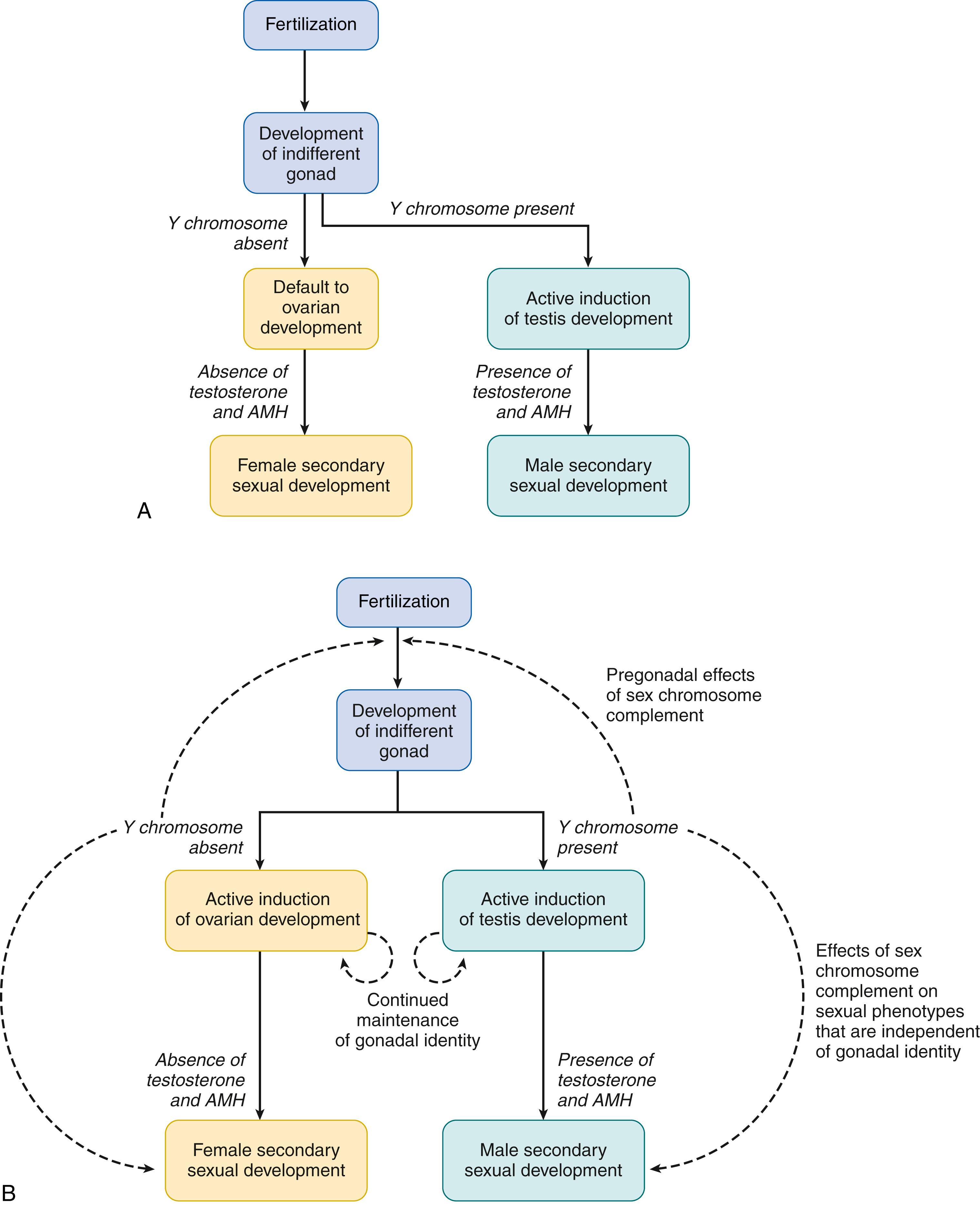 Fig. 146.1, Jost paradigm for sexual differentiation (A) as originally formulated and (B) as revised in the light of recent advances. AMH, Anti-müllerian hormone.