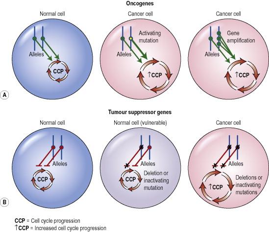 Figure 2.1, Oncogenes versus tumor suppressor genes. A) Proto-oncogenes control the rate of cell cycle progression under physiologic conditions (left cell). Proto-oncogenes can become oncogenes upon acquiring an activating mutation (represented by the yellow dot on the right allele in the center cell) or through gene number amplification (represented by the acquisition of several alleles on the right chromosome in the right cell). As a result of these genetic aberrations, cell cycle progression can be increased in a dominant manner. B) Tumor suppressors often control cell proliferation (left cell), functioning in a recessive manner as a brake on cell cycle progression (center cell). Loss of both alleles of tumor suppressor genes through deletions or mutations is typically required for their complete loss of function (right cell).