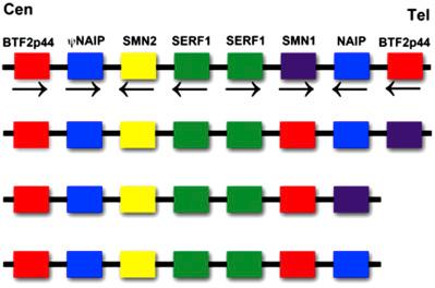 Figure 6.1, Diagram of the arrangement of genes in the spinal muscular atrophy (SMA) region. The survival motor neuron survival motor neuron (SMN)-gene-containing region is often depicted as a 500-kb inverted duplication based on the arrangement found in the original yeast artificial chromosome (YAC) clone. However, as depicted above, the gene can be arranged in a tandem duplication or with genes absent from one of the repeat units. Based on pulsed field gel analysis and mapping there are many possible organizations of these genes and not all organizations are depicted here. BTF2p44, basic transcription factor 2 44-kDa subunit 18 ; ψNAIP, Psi NLR family, apoptosis inhibitory protein pseudo gene 19 ; SMN2, survival motor neuron 2 8 ; SERF1, small EDRK-rich factor 20 ; SMN1, survival motor neuron 1 8 ; NAIP, NLR family, apoptosis inhibitory protein 19 ; Cen, centromeric; Tel, telomeric. An example of the direction of transcription in is indicated by arrows; however, other arrangements are possible.