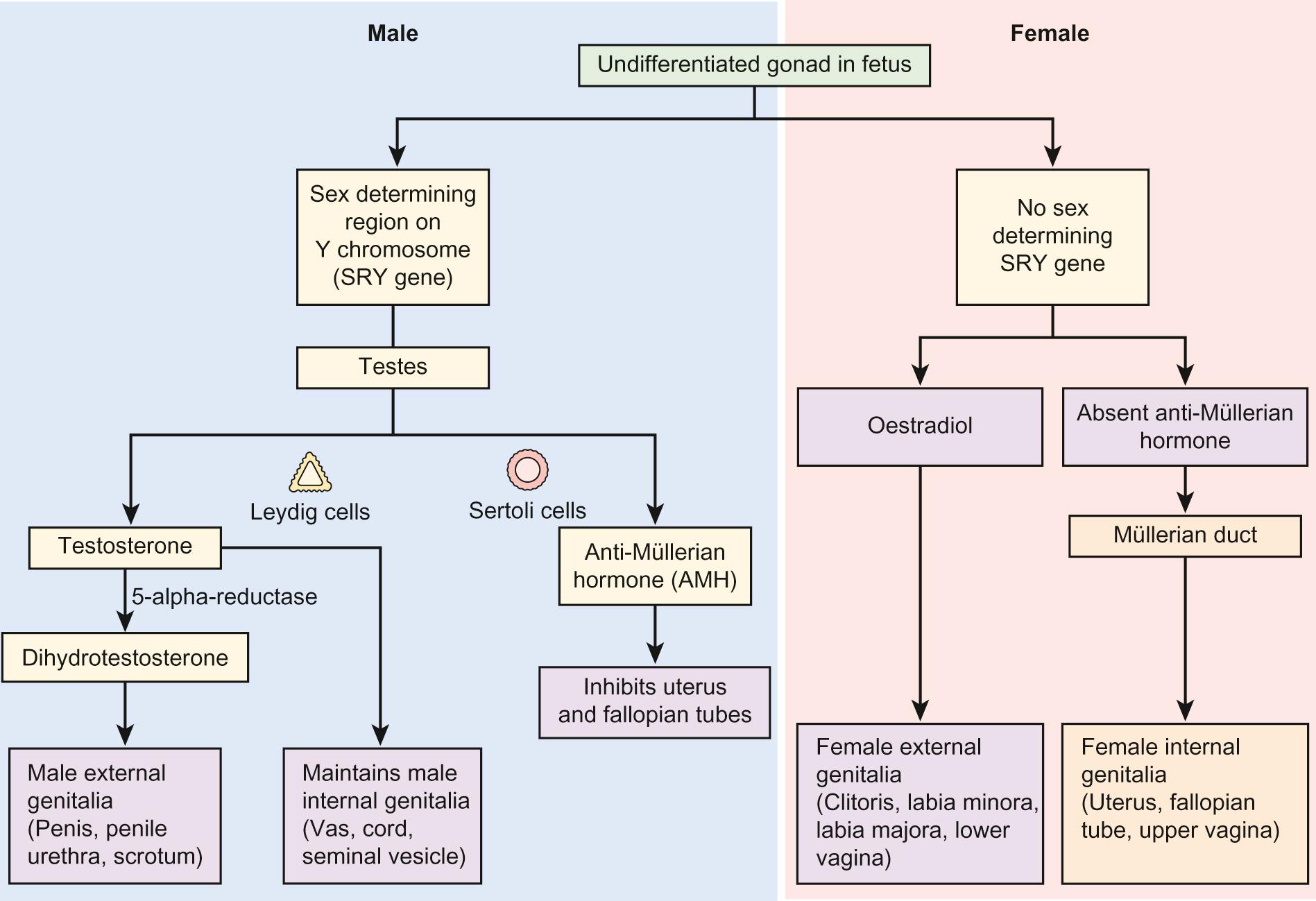 Fig. 20.1, Sexual differentiation in the fetus.