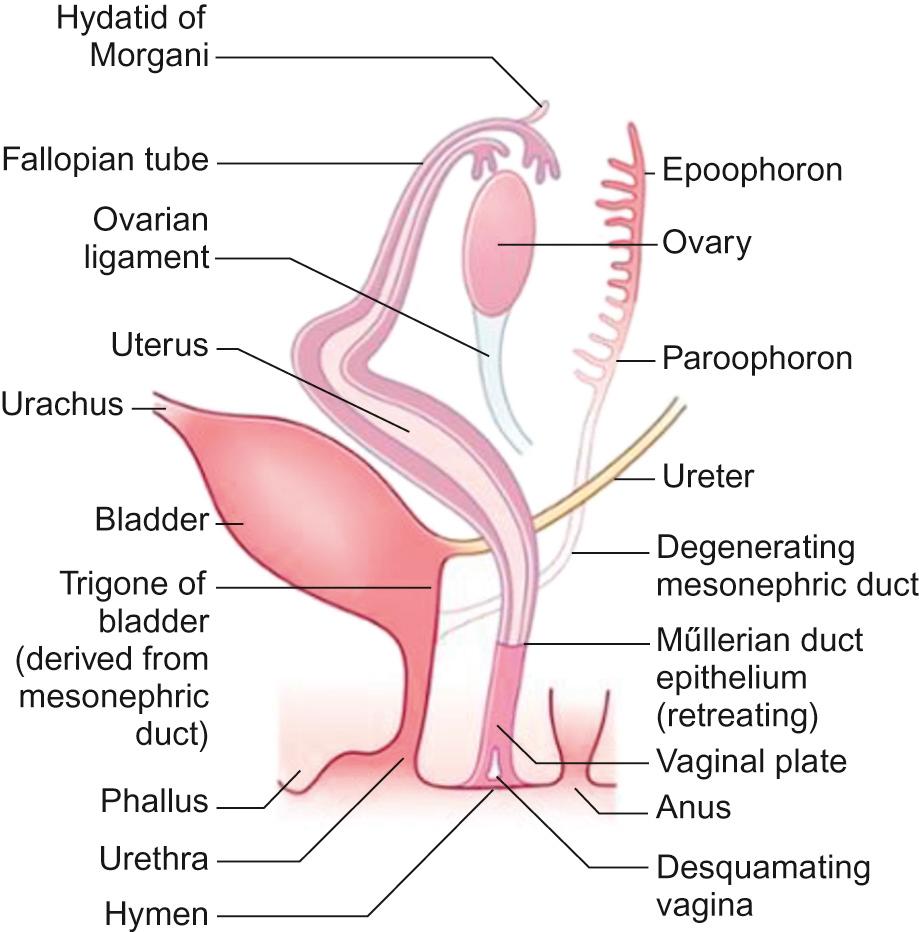 Fig. 20.3, Female development at approximately 12 weeks' gestation.