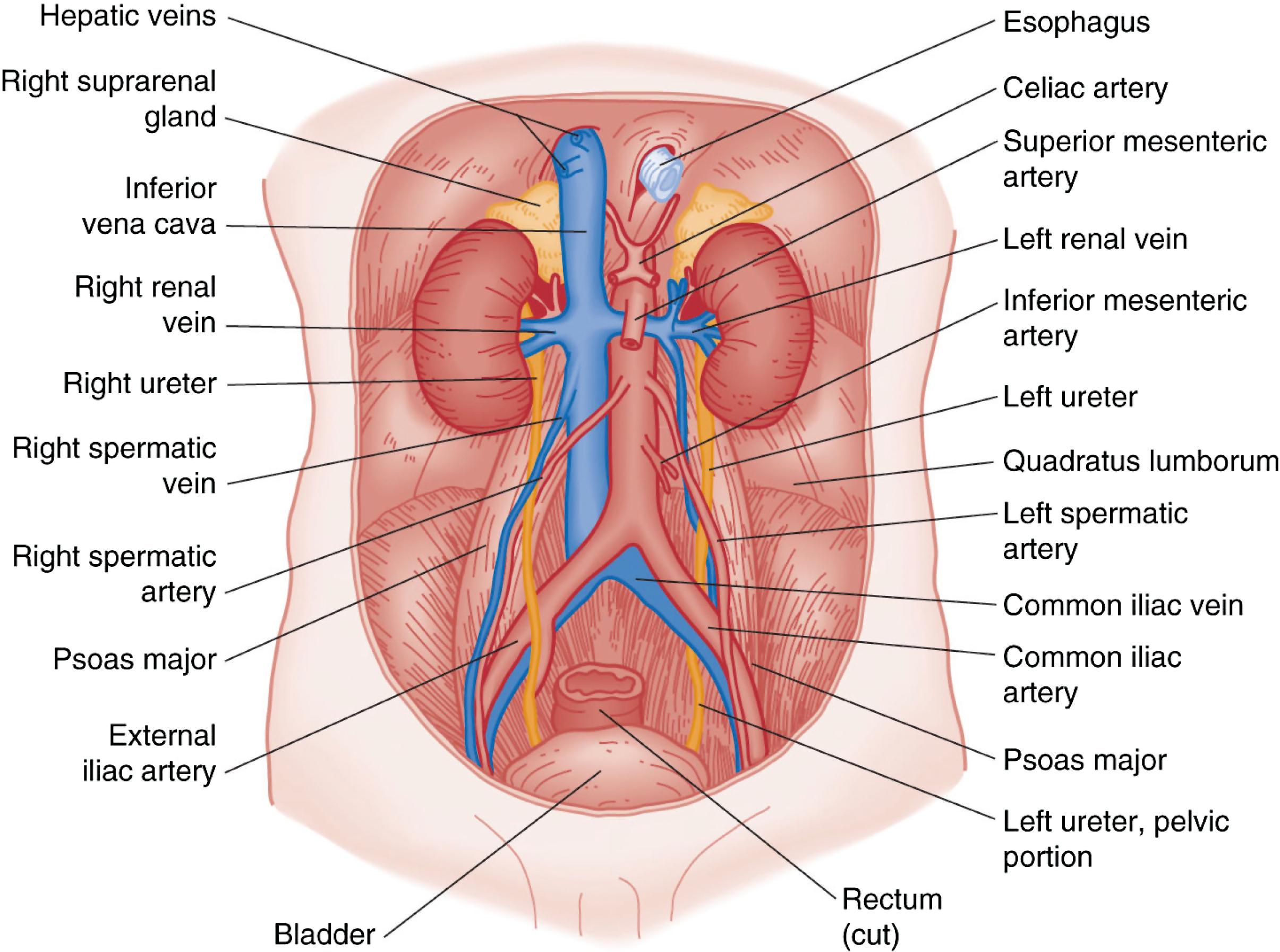 Fig. 39.1, Dissection of abdomen showing kidneys and ureters and their relationship to other anatomic features in the retroperitoneal space.