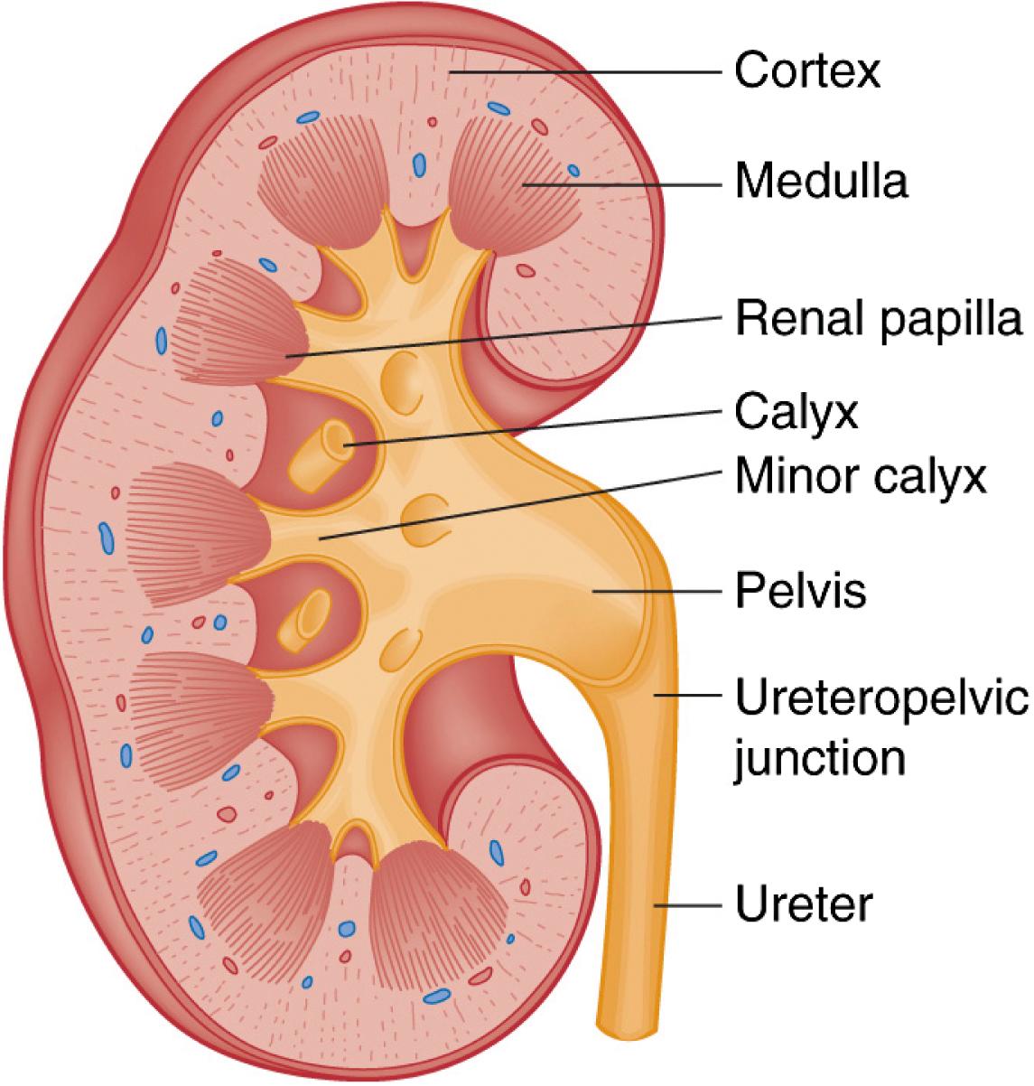 Fig. 39.2, Longitudinal Section of Kidney.