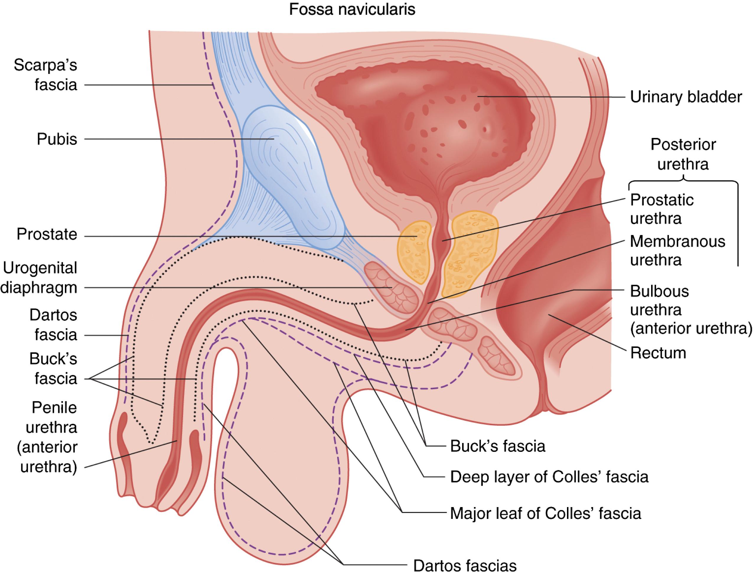 Fig. 39.3, Anatomy of Male Genitalia.