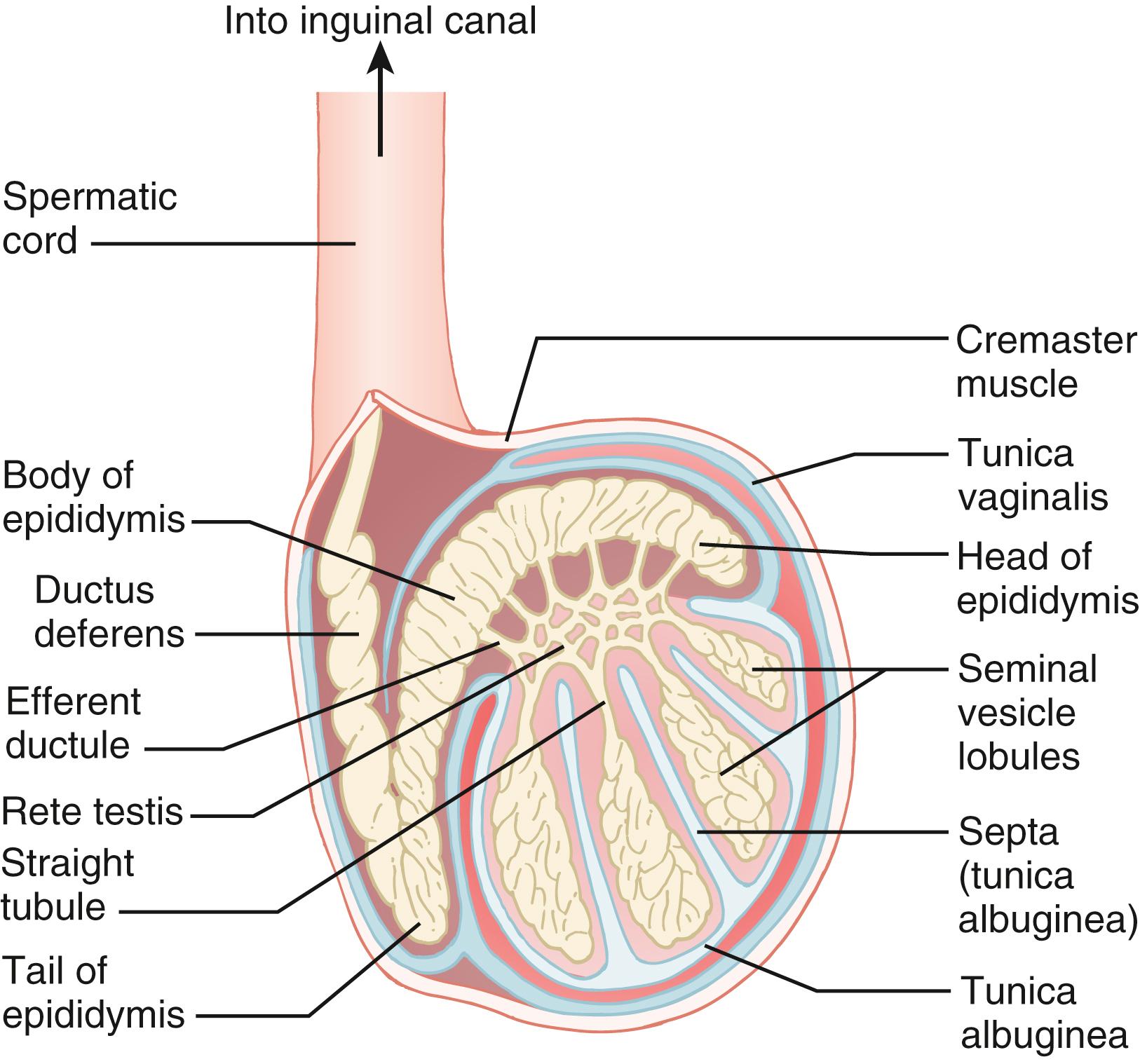 Fig. 39.4, Scrotal Anatomy.