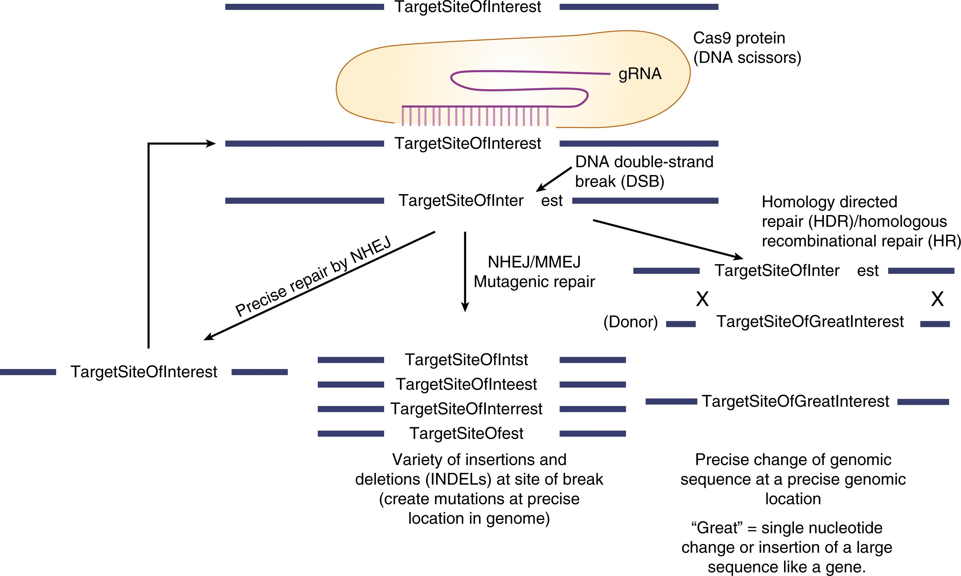 Figure 5.1, OVERVIEW OF NUCLEASE-BASED GENOME EDITING