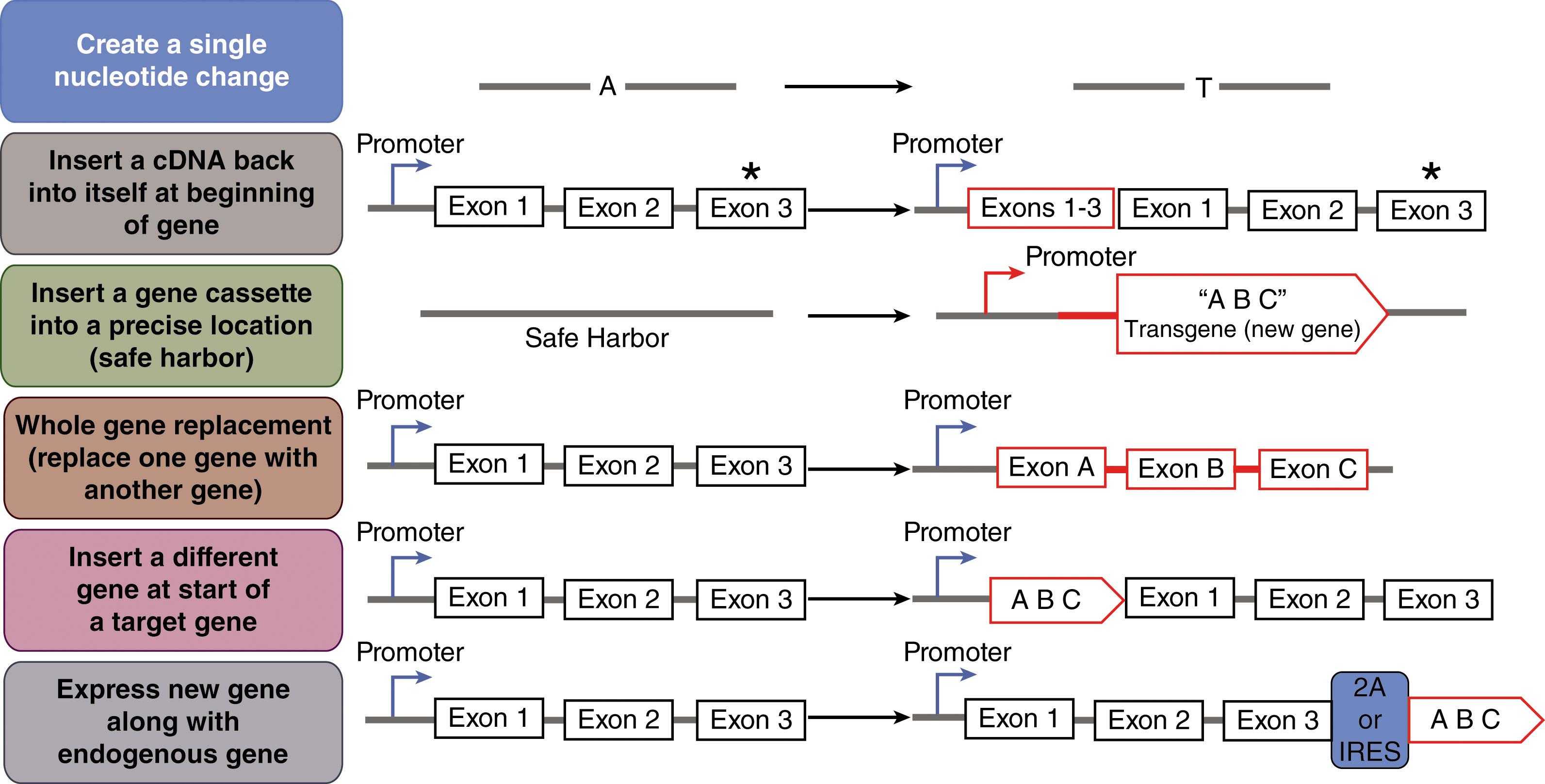 Figure 5.3, VARIATIONS ON EDITING USING HOMOLOGY-DIRECTED REPAIR/HOMOLOGOUS RECOMBINATION.