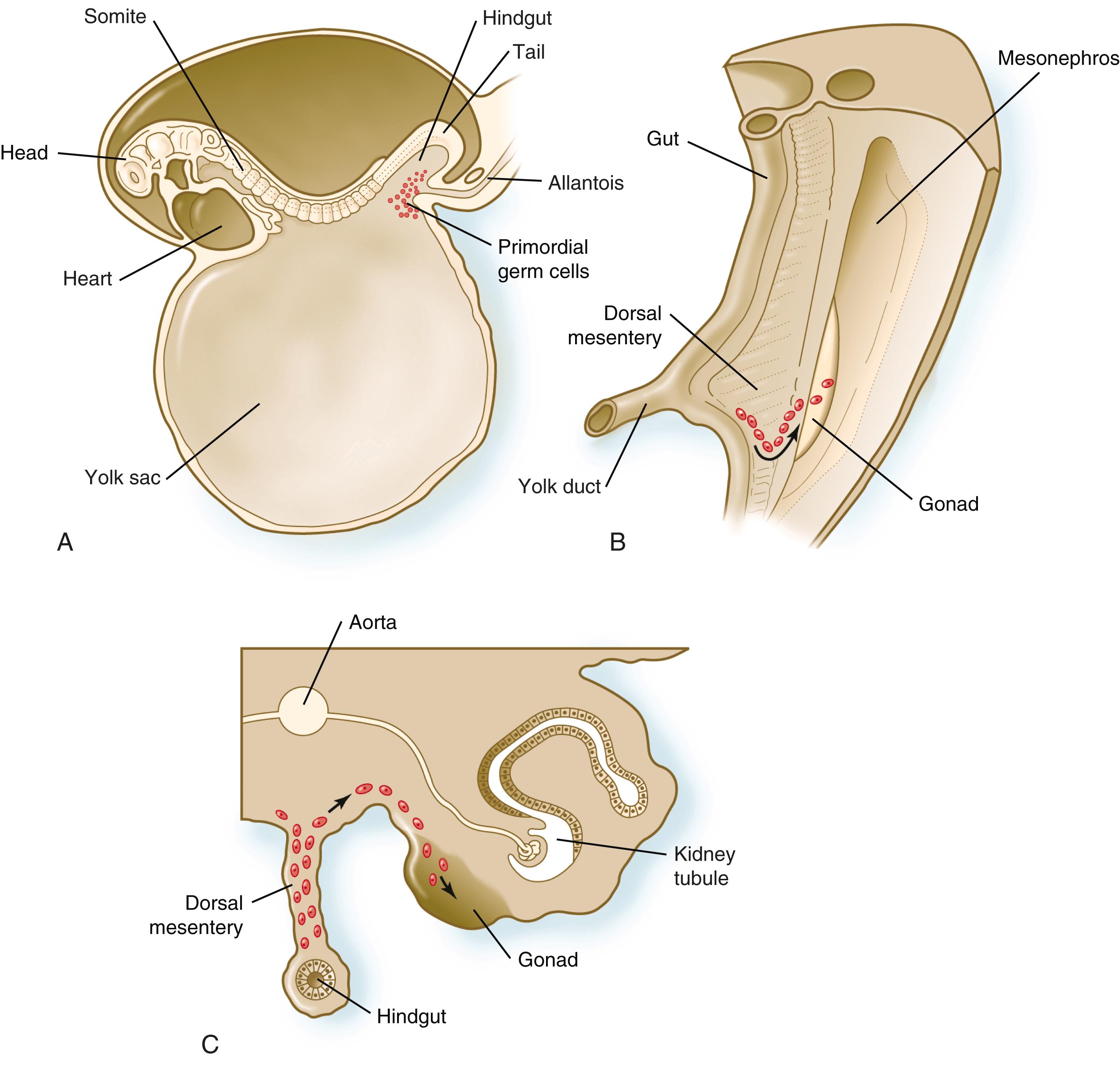 Fig. 1.1, Origin and migration of primordial germ cells in the human embryo.