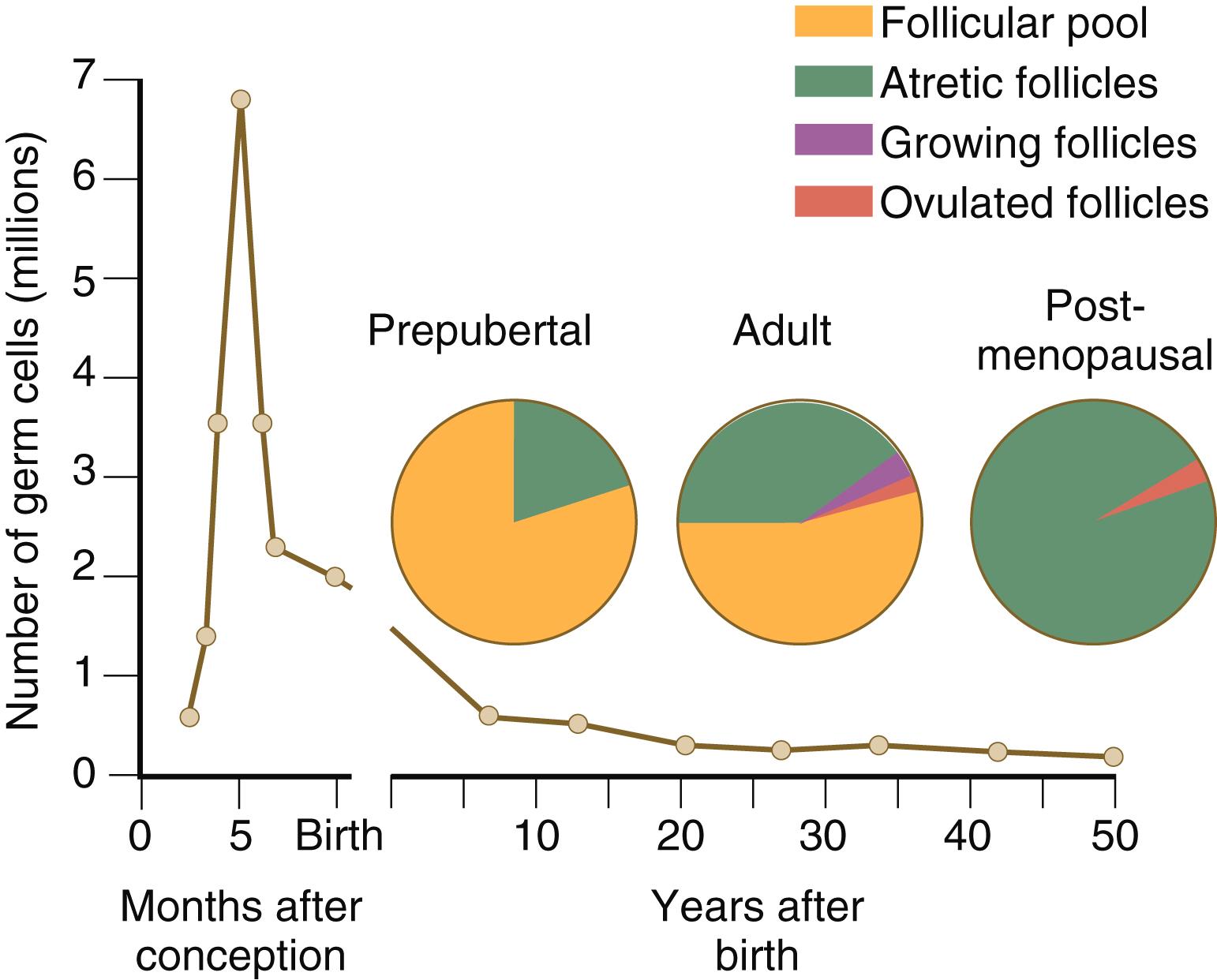 Fig. 1.3, Changes in the number of germ cells and proportions of follicle types in the human ovary with increasing age.