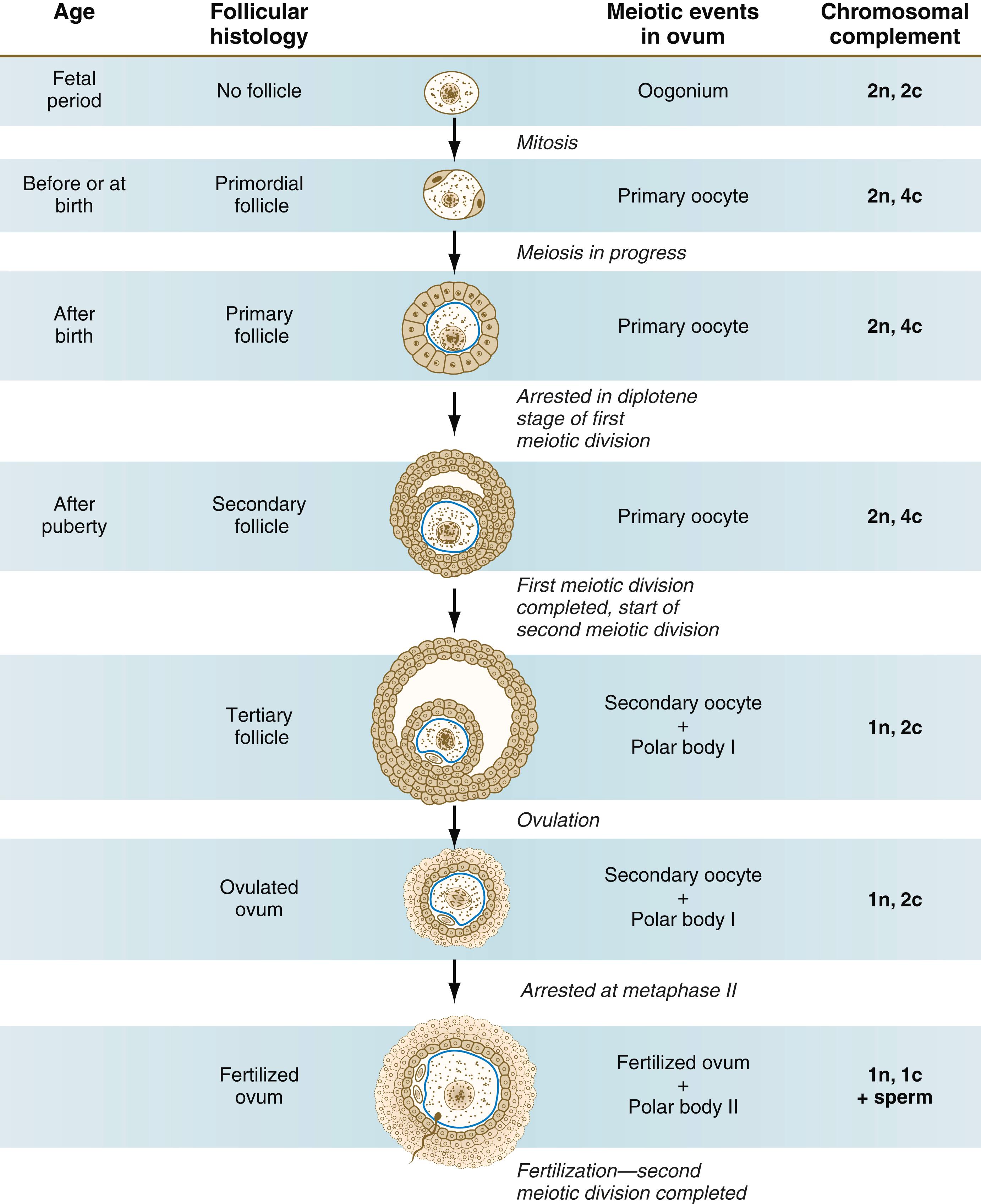 Fig. 1.5, Summary of the major events in human oogenesis and follicular development.