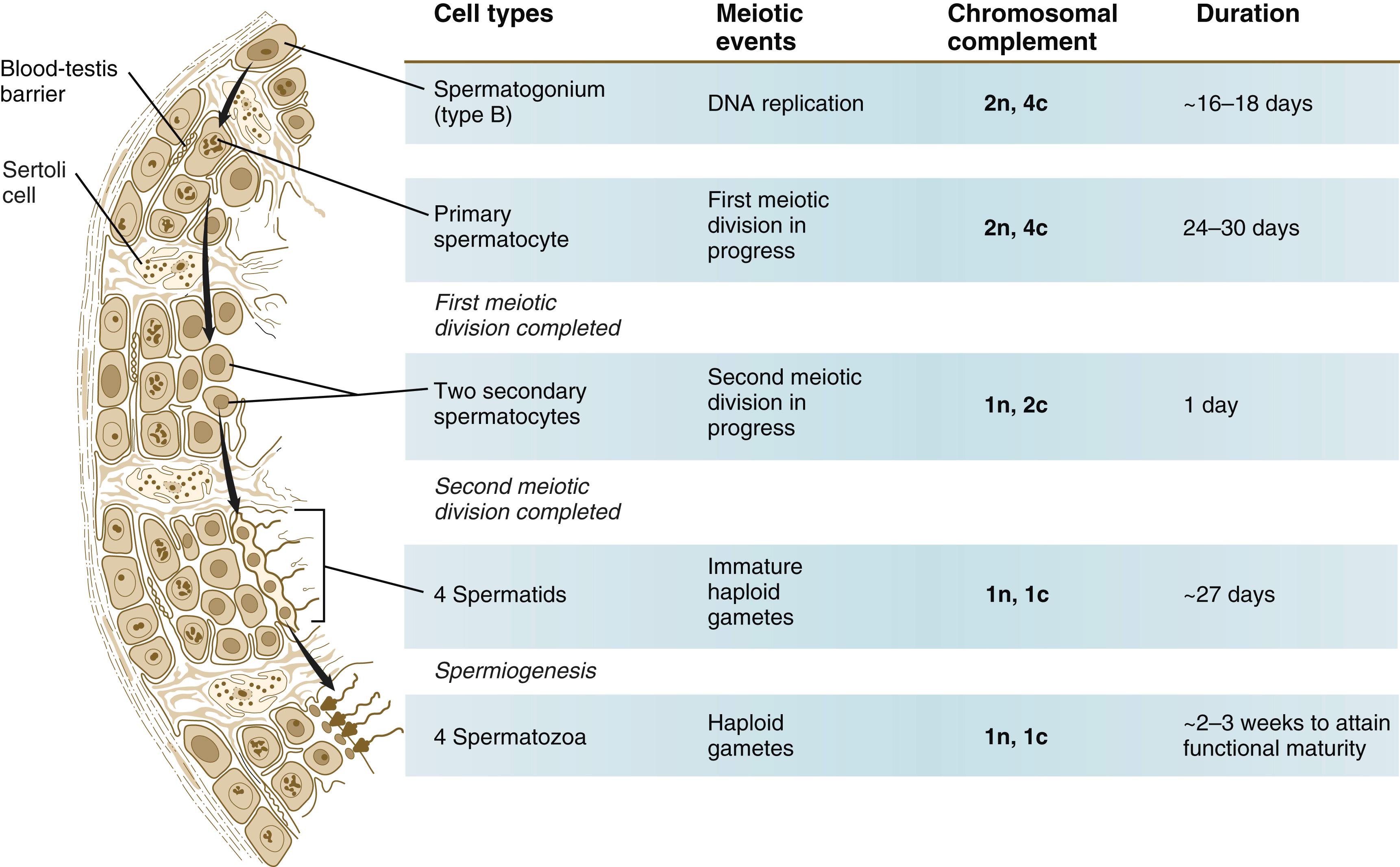 Fig. 1.6, Summary of the major events in human spermatogenesis.