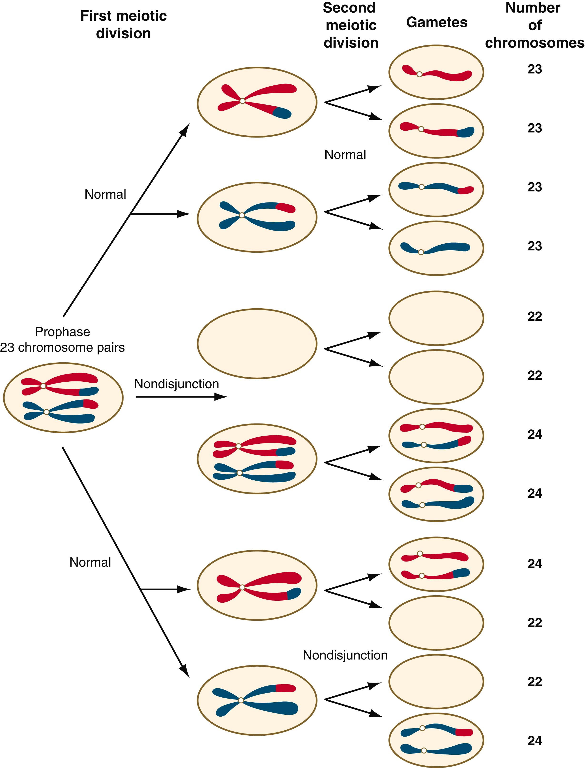 Fig. 1.7, Possibilities for nondisjunction.