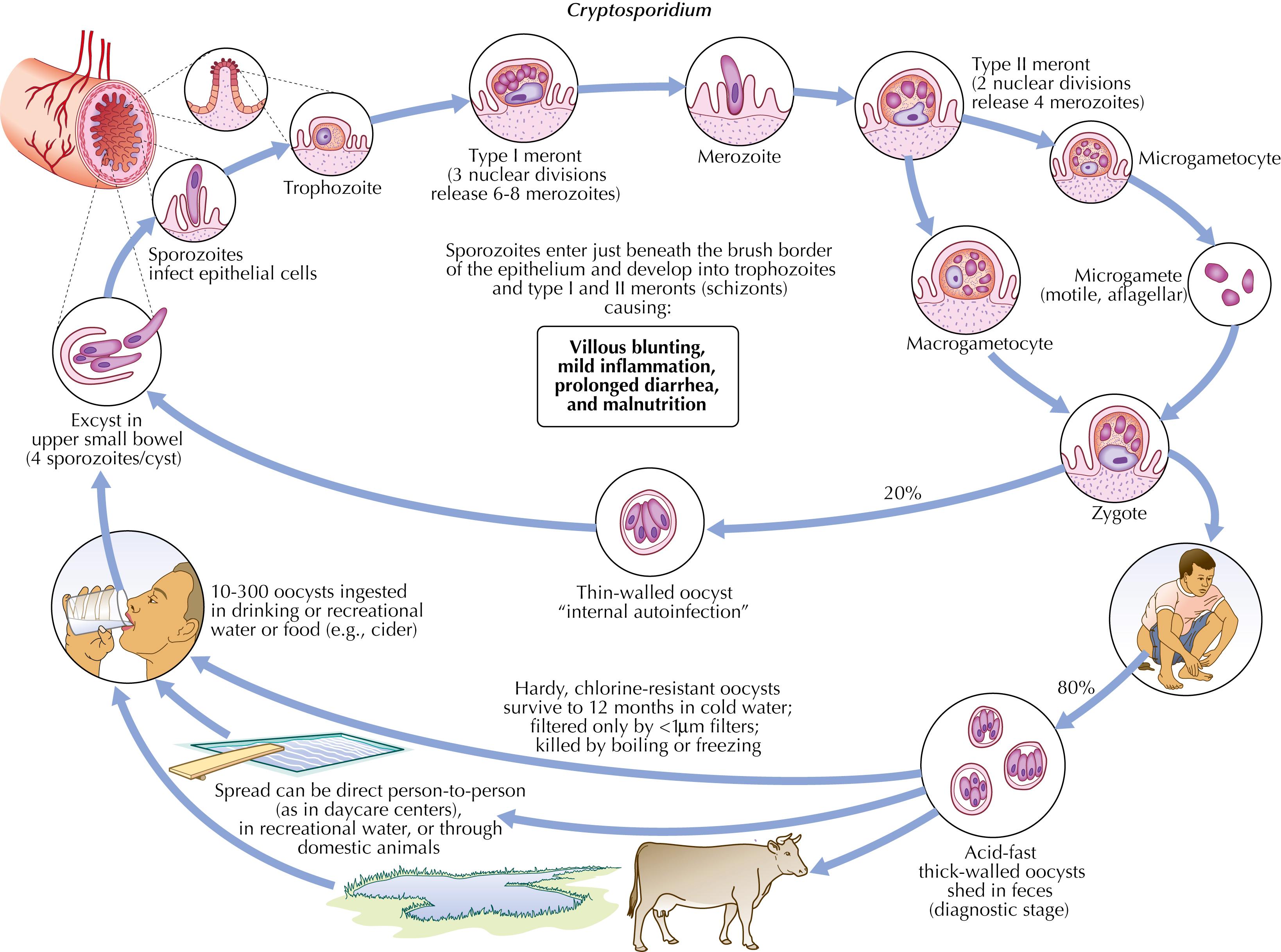 Fig. 78.4, Life cycle of Cryptosporidium .