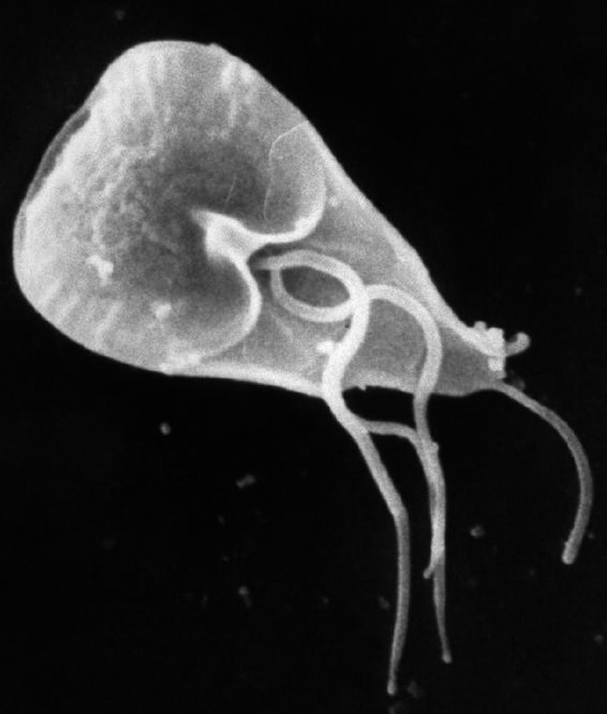 FIGURE 322-1, Giardia lamblia .