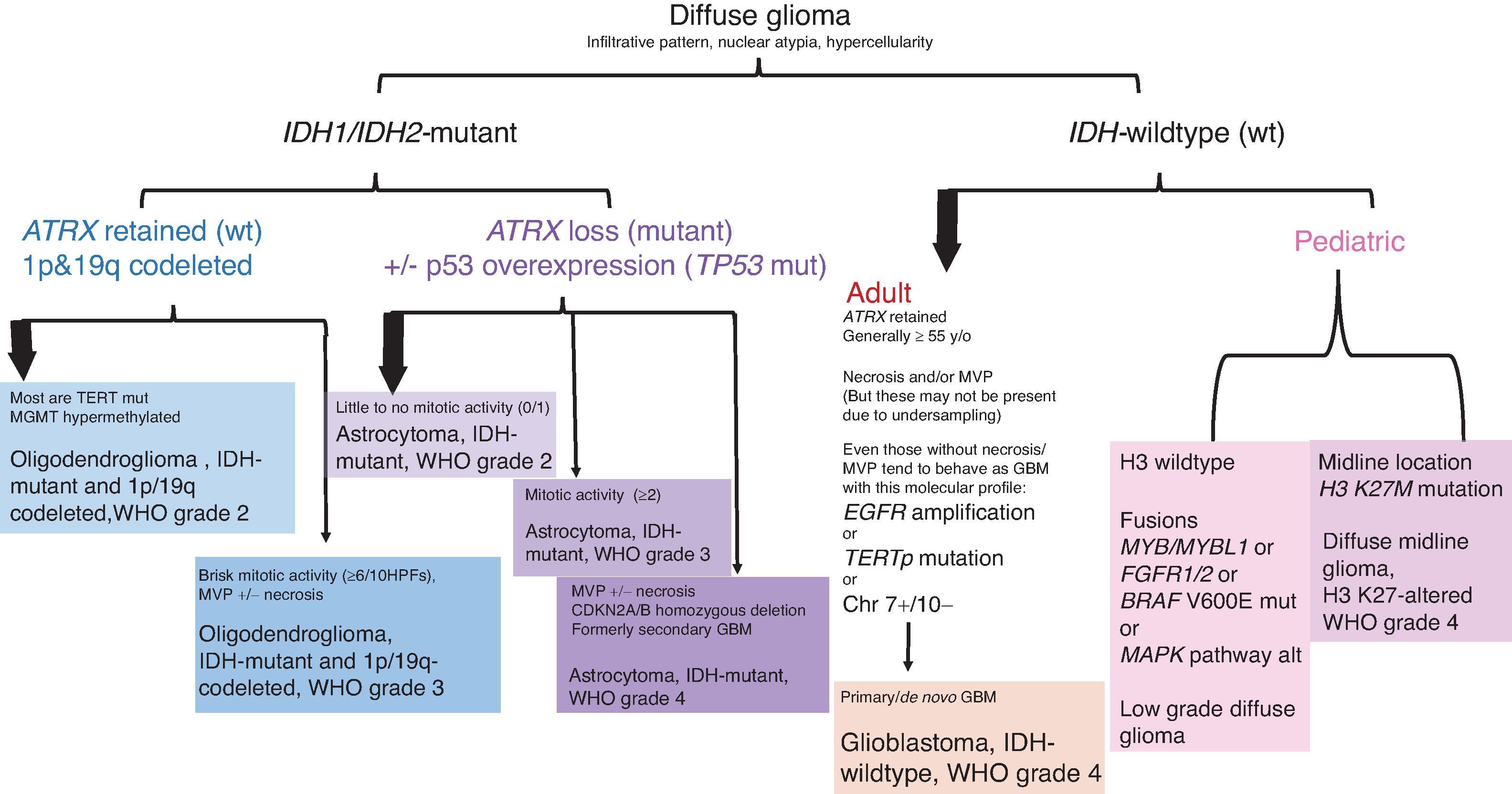 FIGURE 9.5, Algorithm for integrated morphologic and molecular characterization of diffuse gliomas. MVP , Microvascular proliferation.