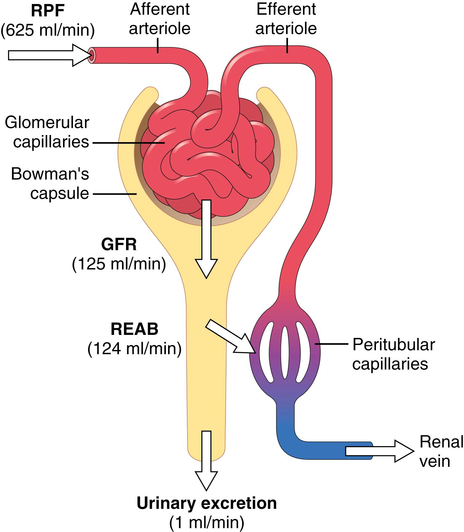 Figure 27-1, Average values for total renal plasma flow (RPF), glomerular filtration rate (GFR), tubular reabsorption (REAB), and urine flow rate. RPF is equal to renal blood flow × (1 − hematocrit). Note that the GFR averages about 20% of the RPF, whereas urine flow rate is less than 1% of the GFR. Therefore, more than 99% of the fluid filtered is normally reabsorbed. The filtration fraction is GFR/RPF.